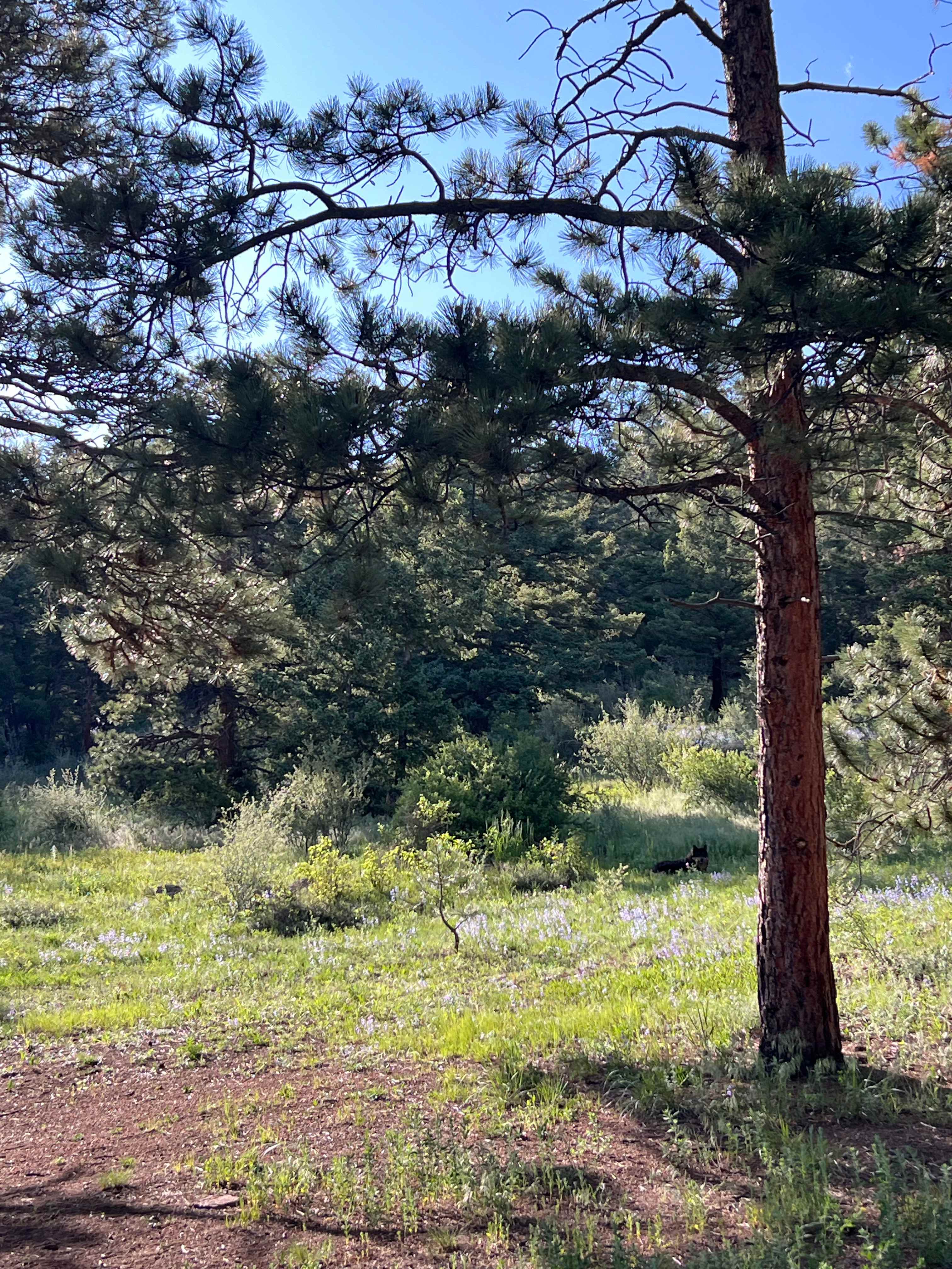 Little Scraggy Camp