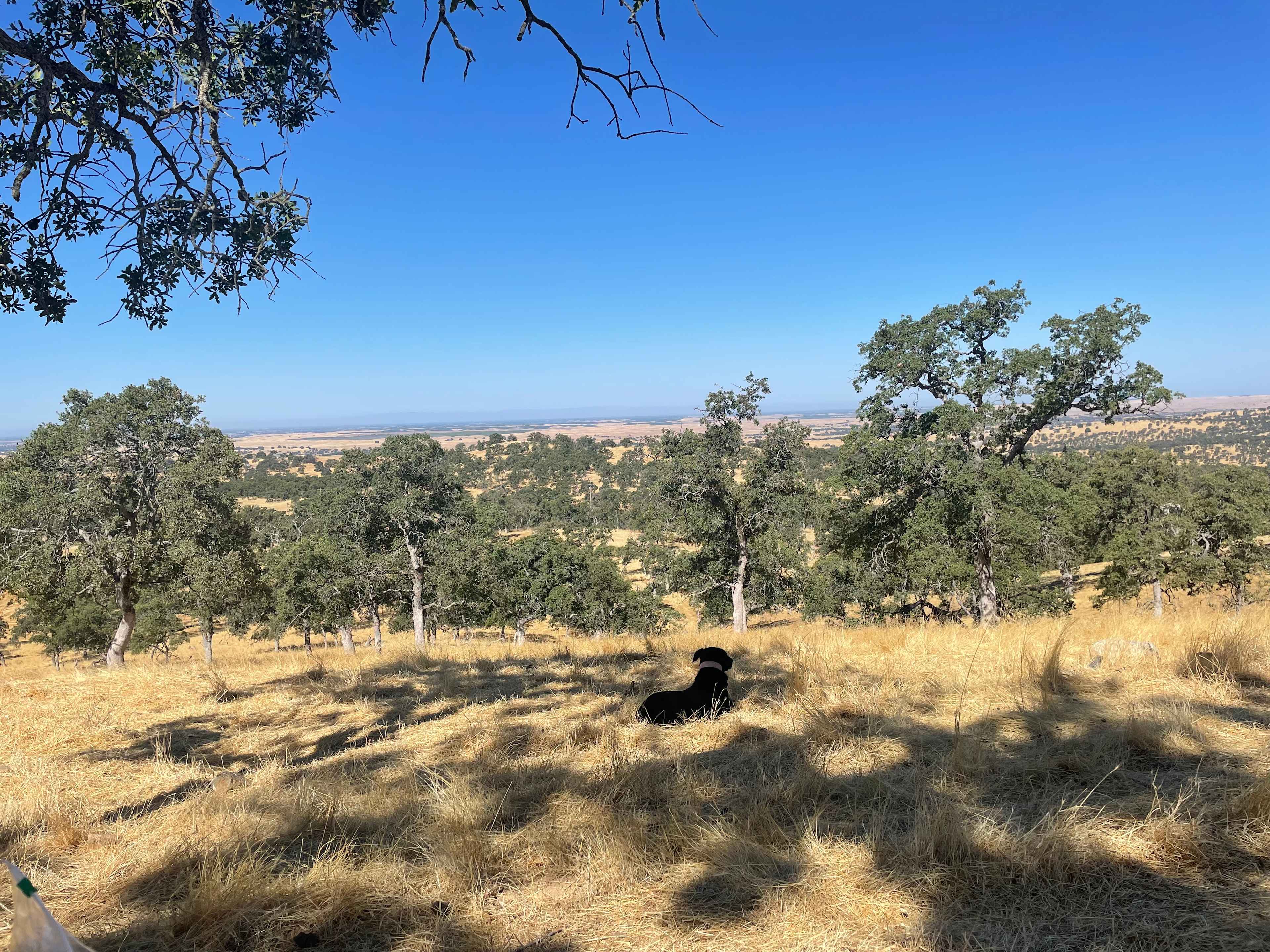 Plenty of shady spots. 