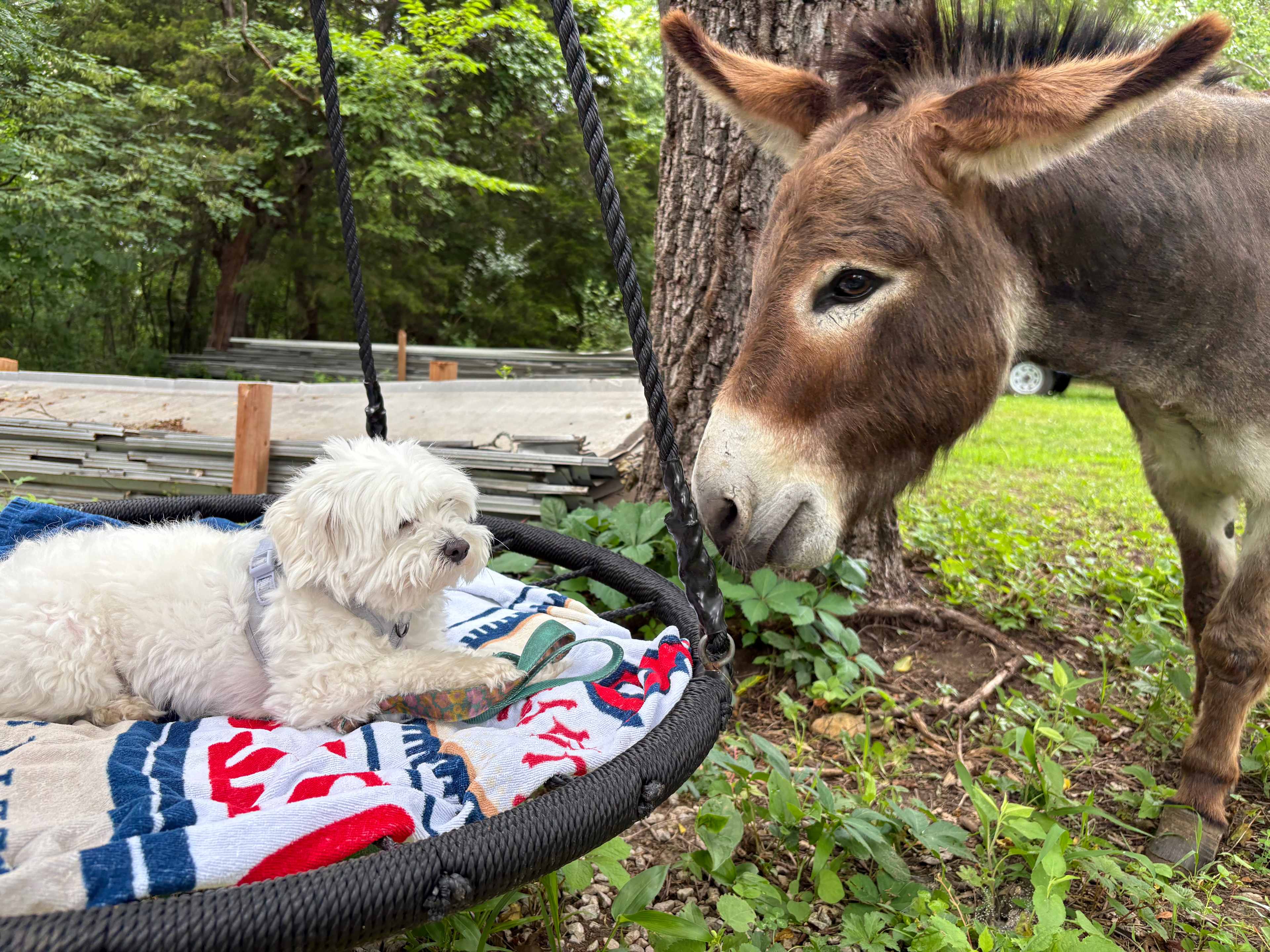 New friends 