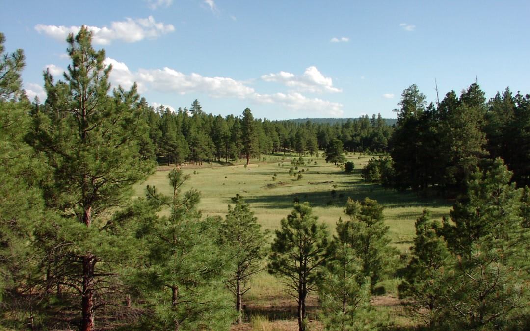 Camp Tontozona