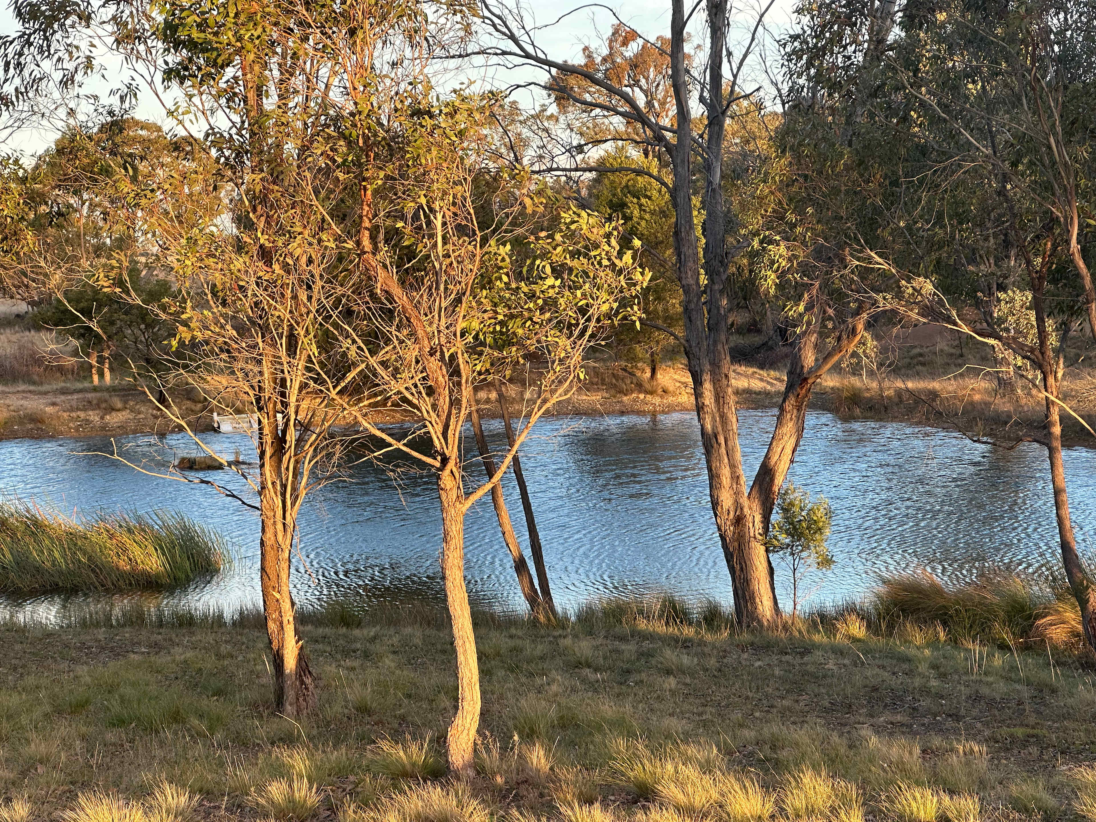 The Hobby Sheep Farm