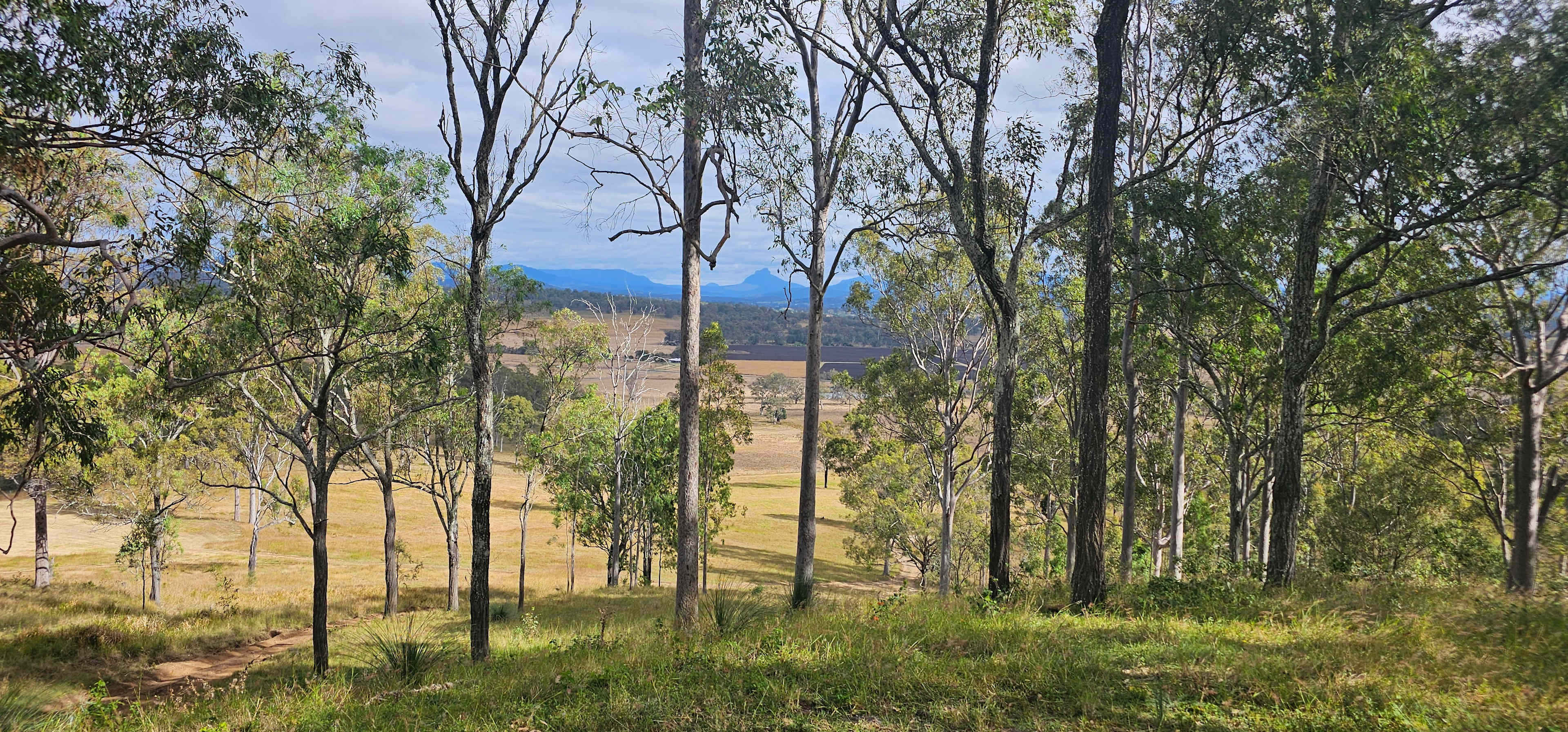 Larapinta