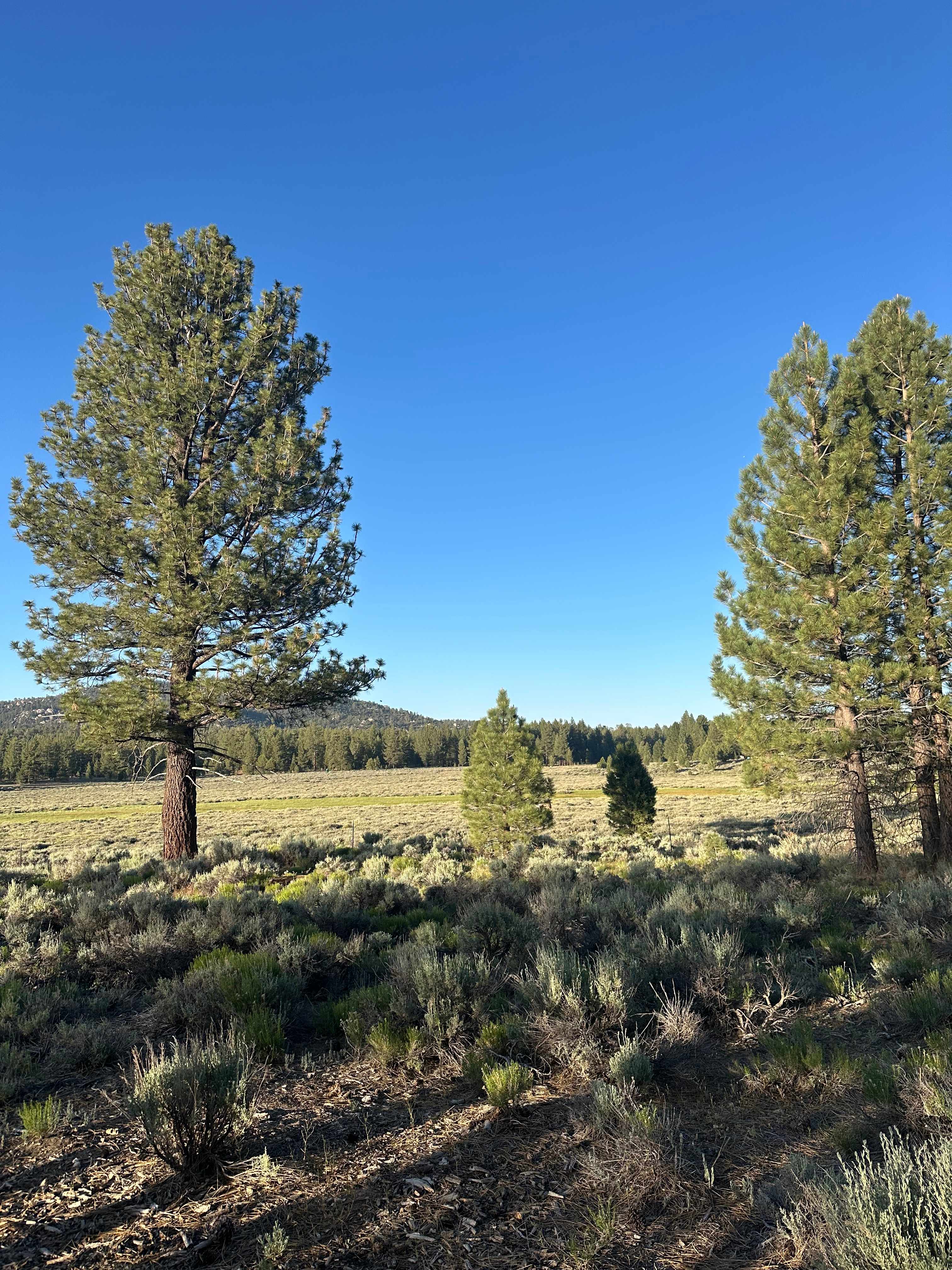 Holcomb Valley Ranch