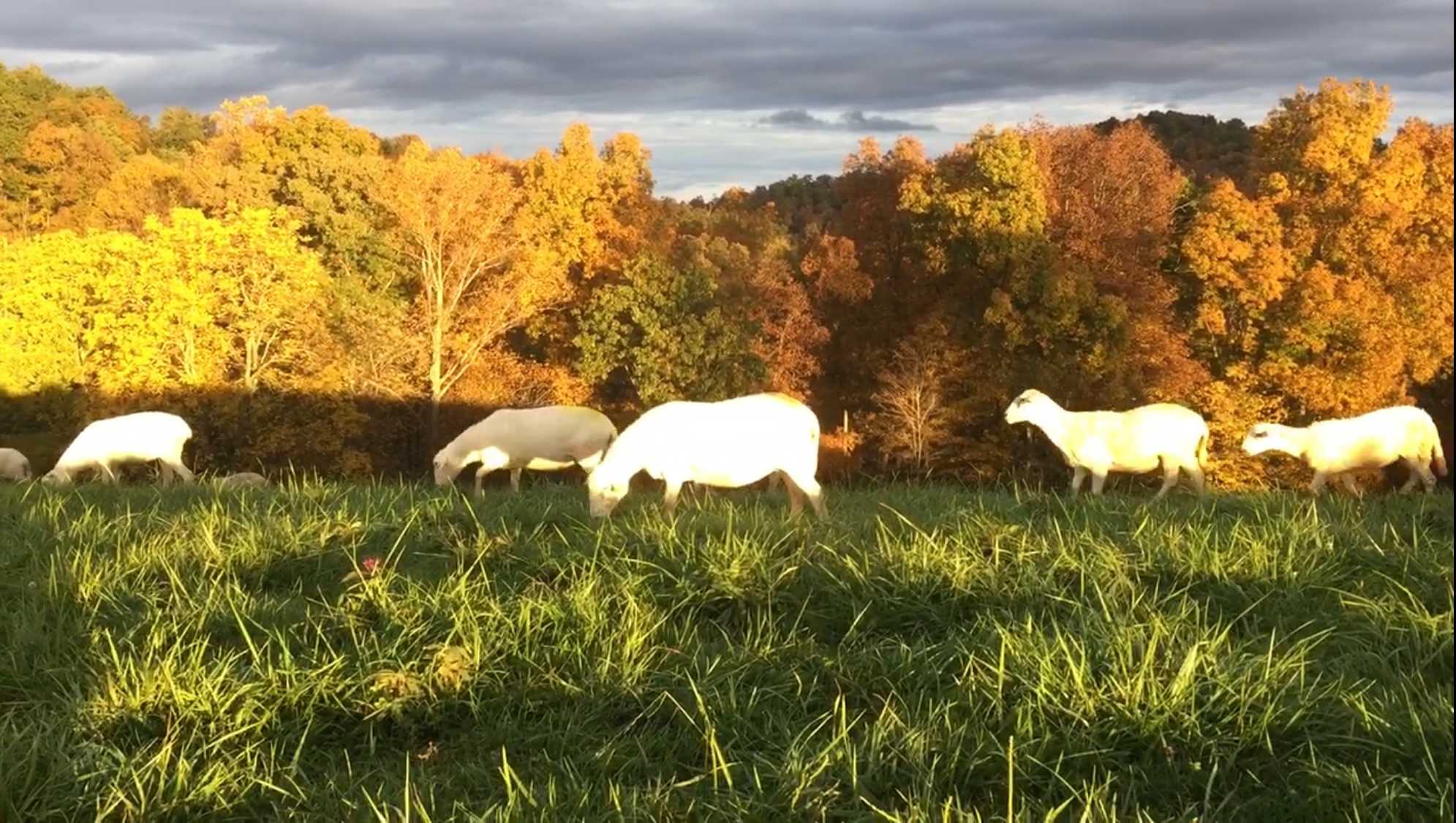 Shepherd’s View