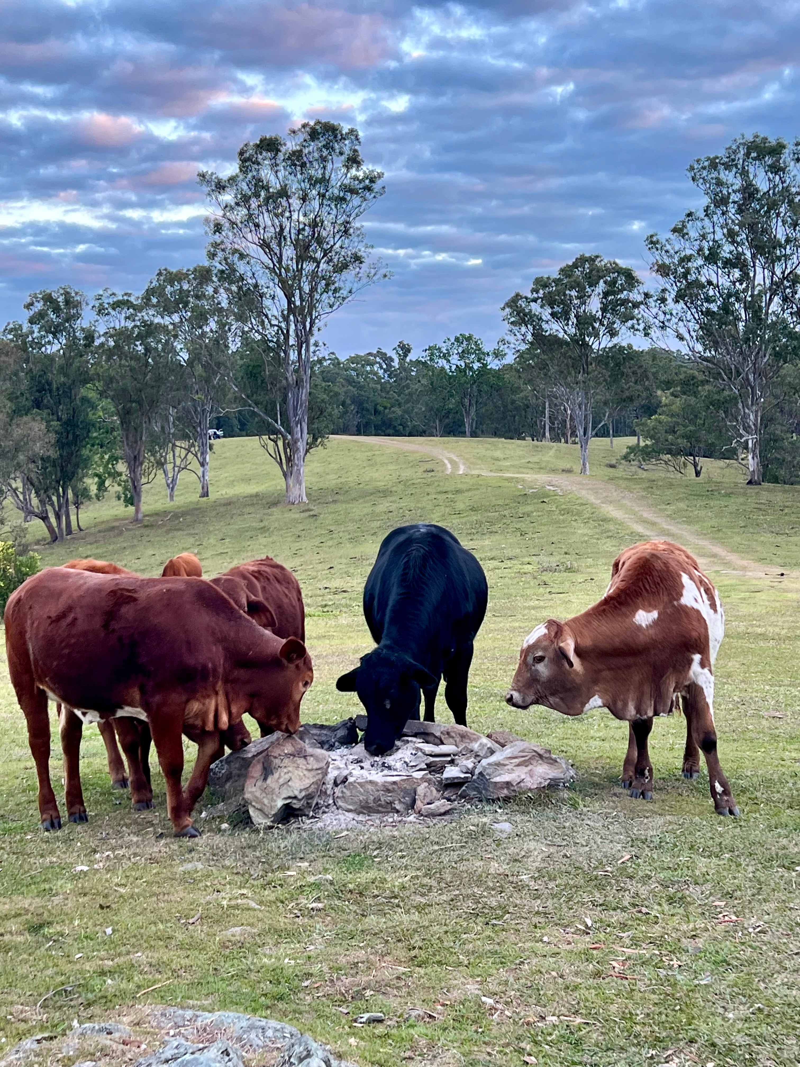 Visiting cows 