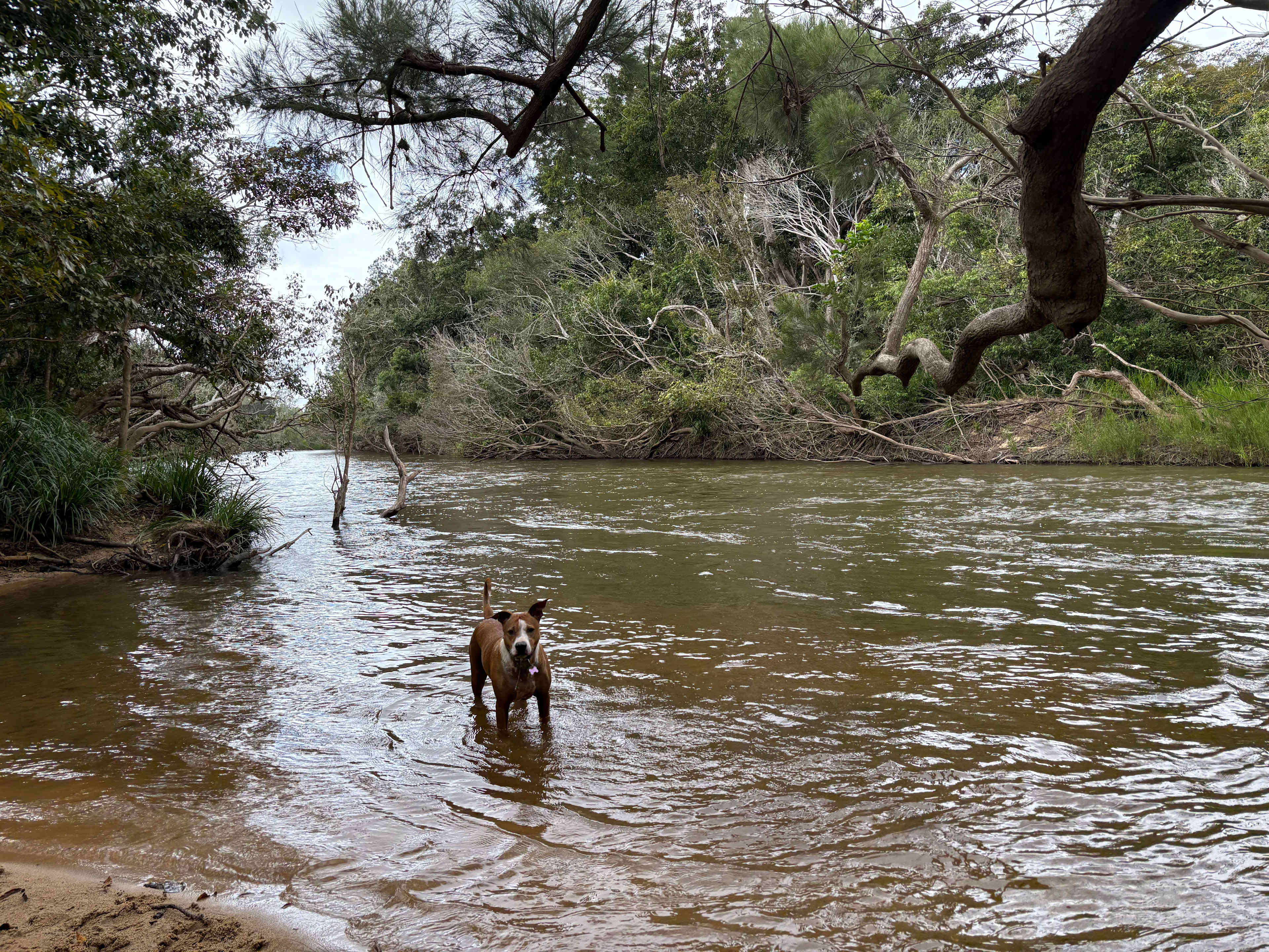 Our dog loved the water.