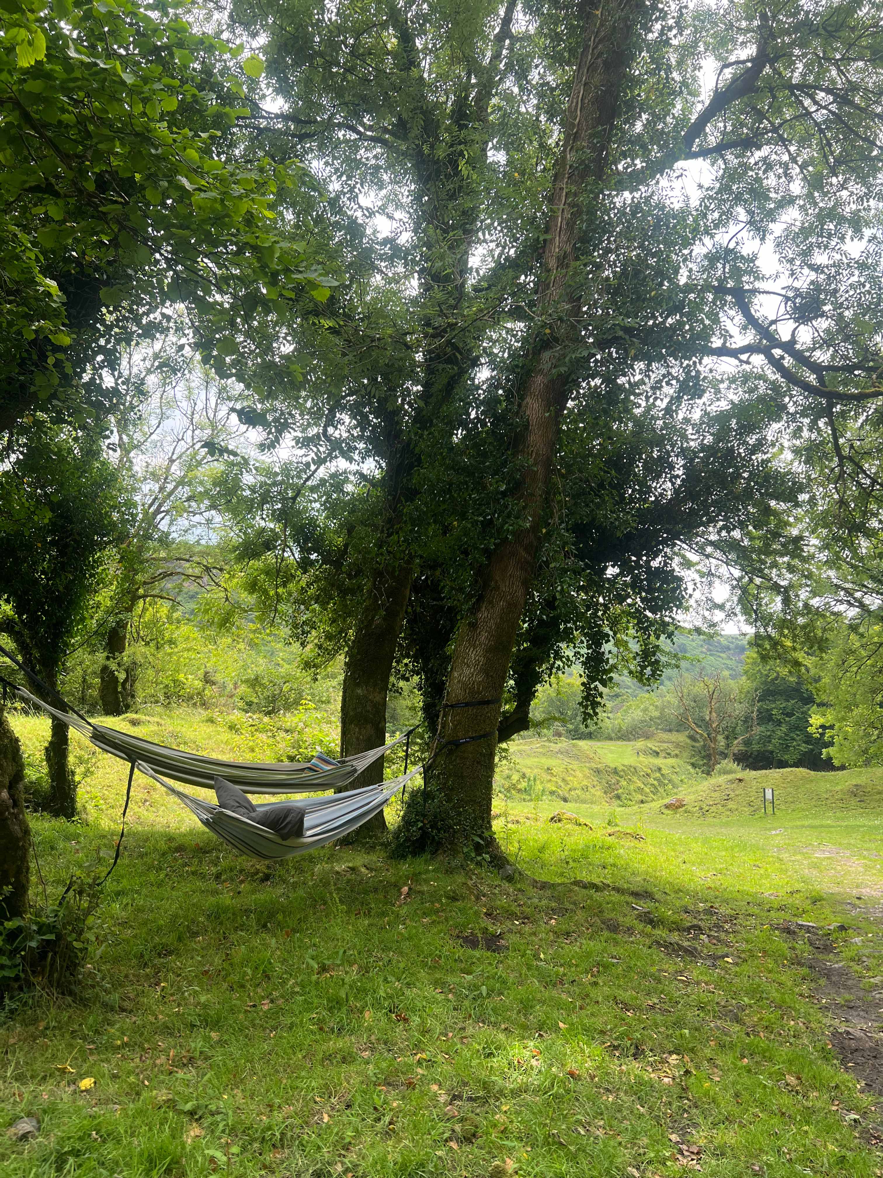 Perfect trees for the hammocks :)