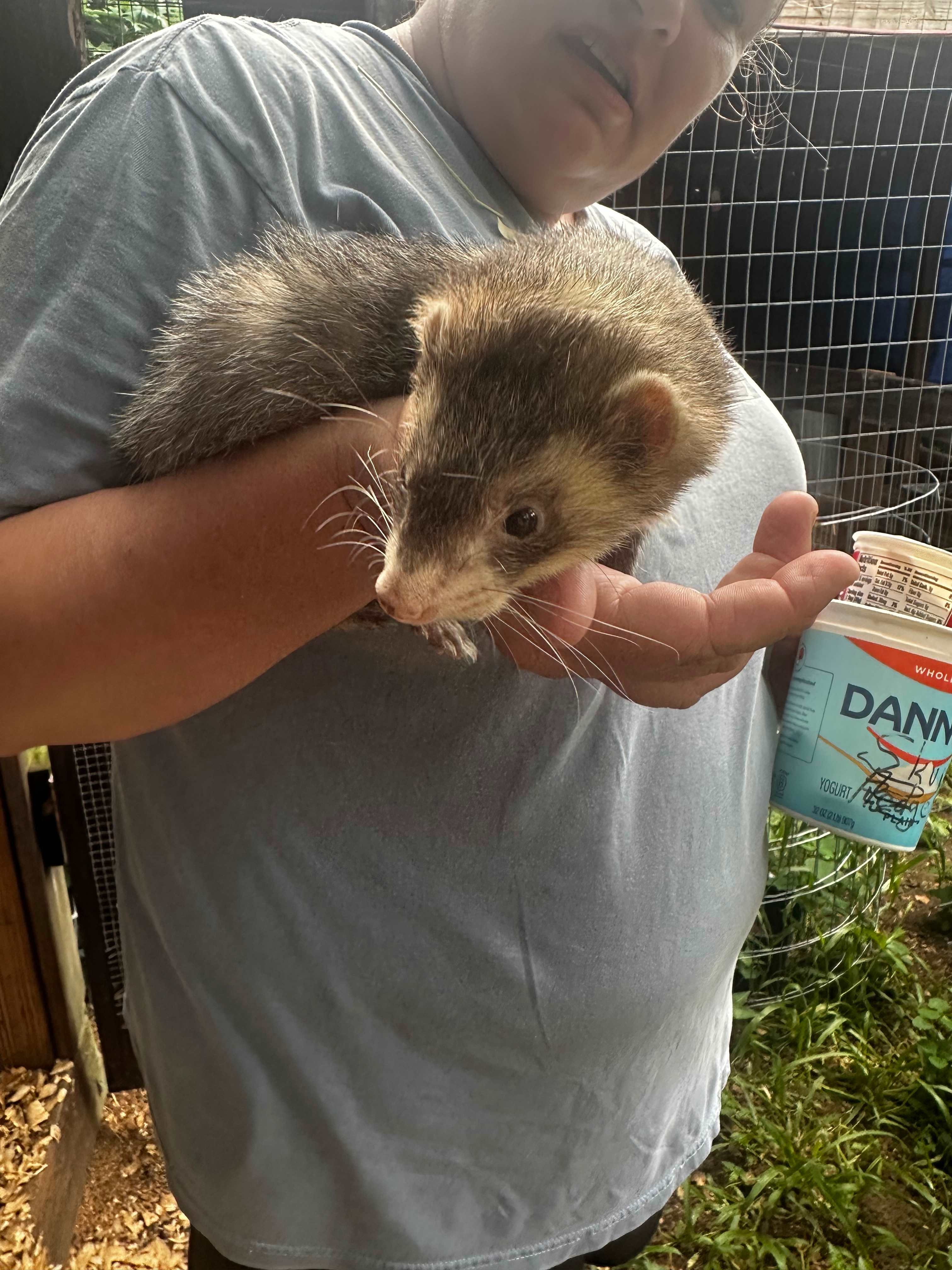 Senior Ferret