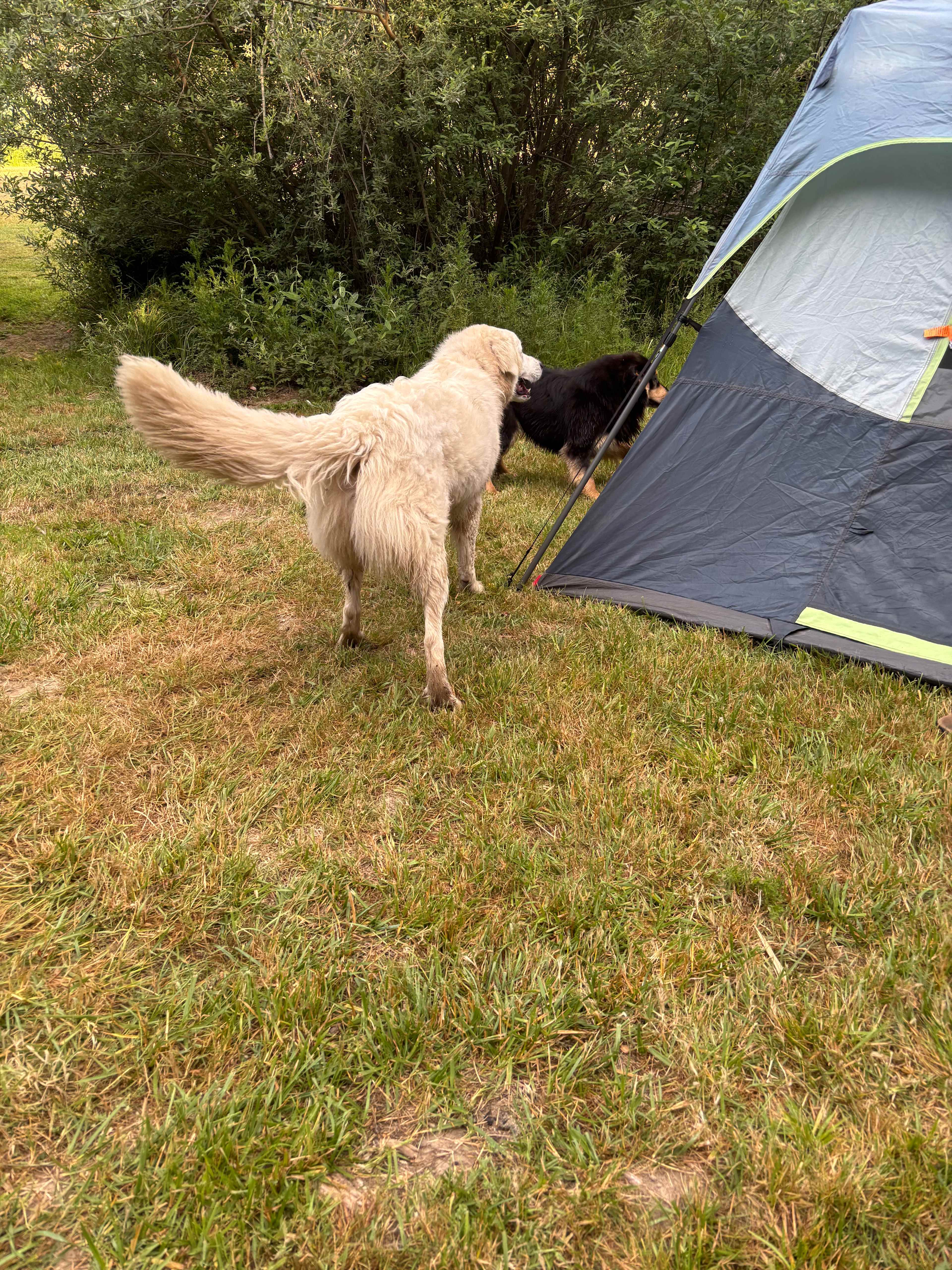 Lovely farm dogs 