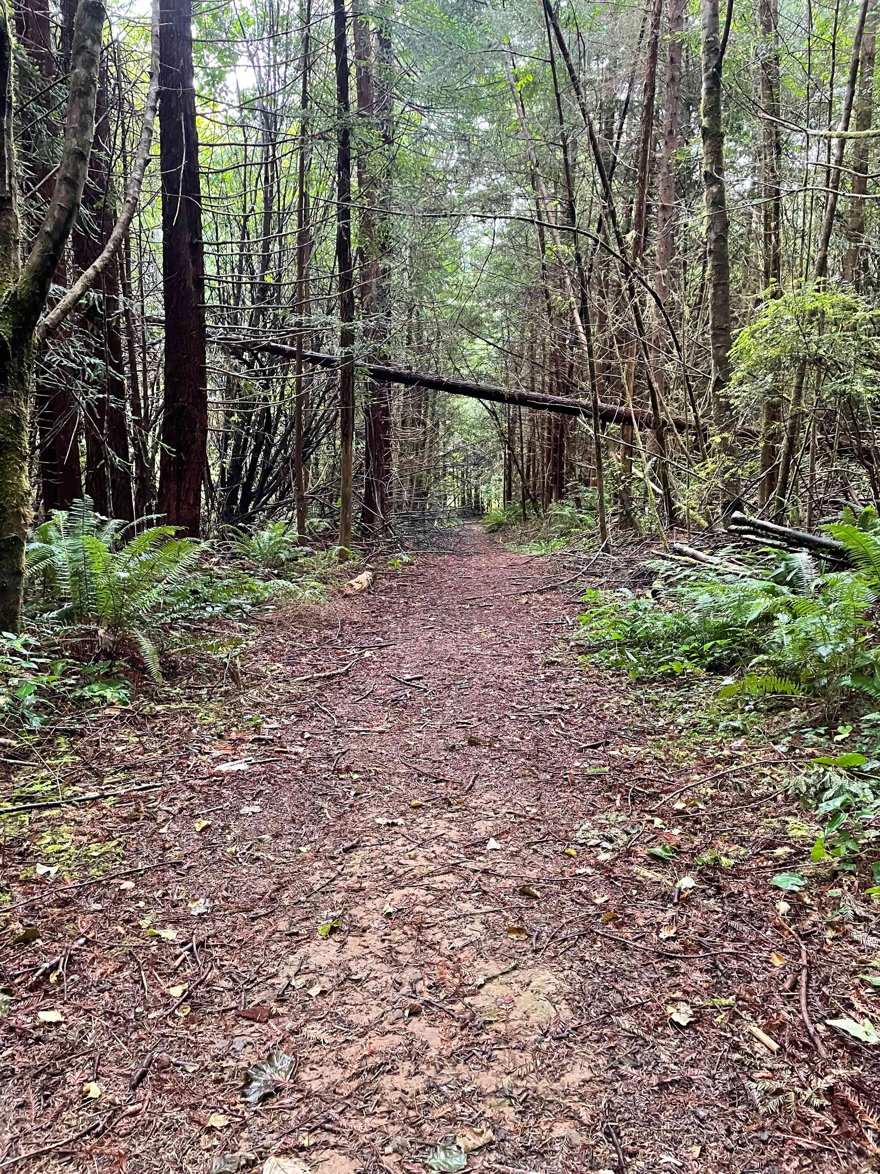 Mystic Forest Campground