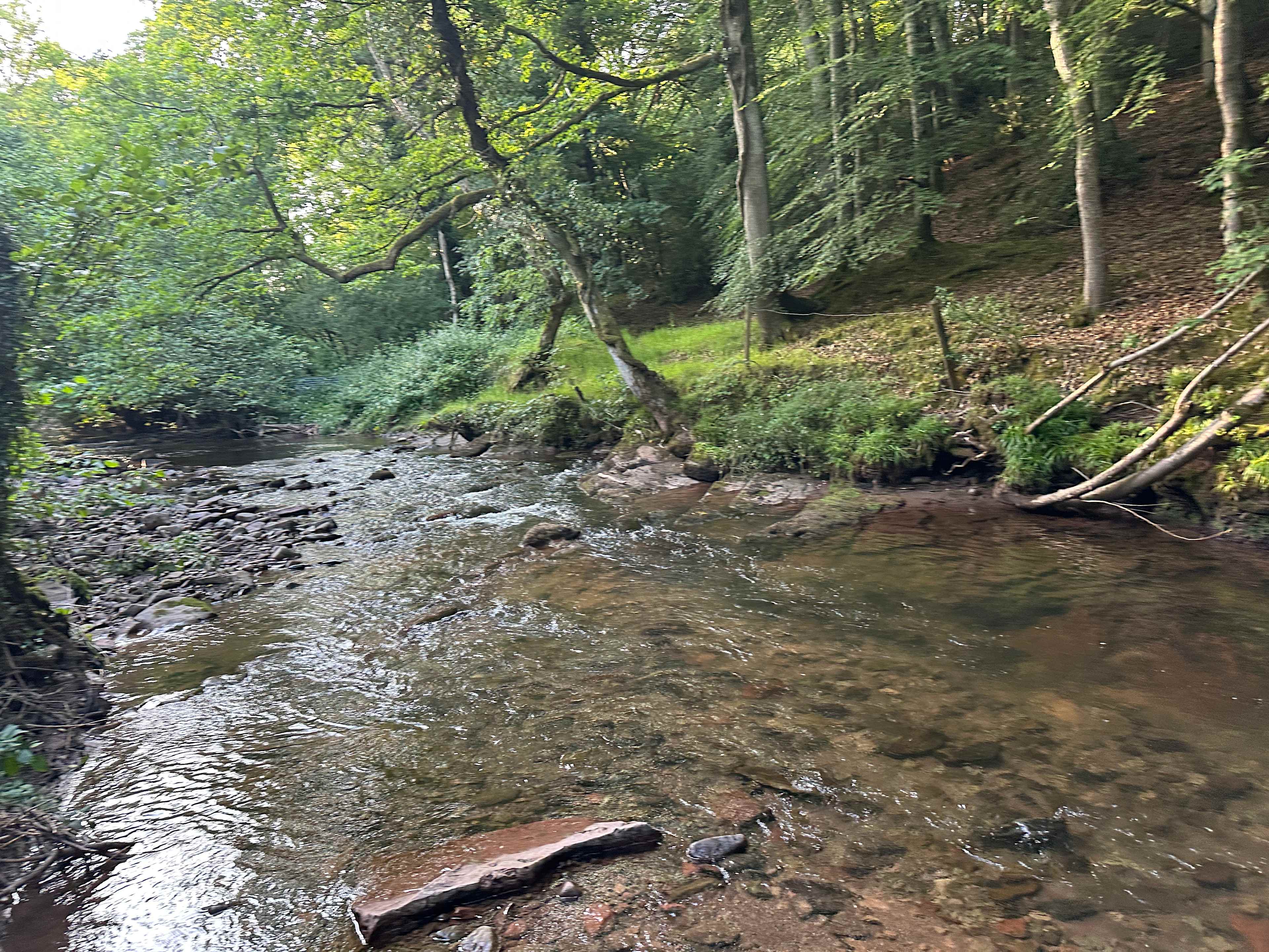 Pytingwyn Woods