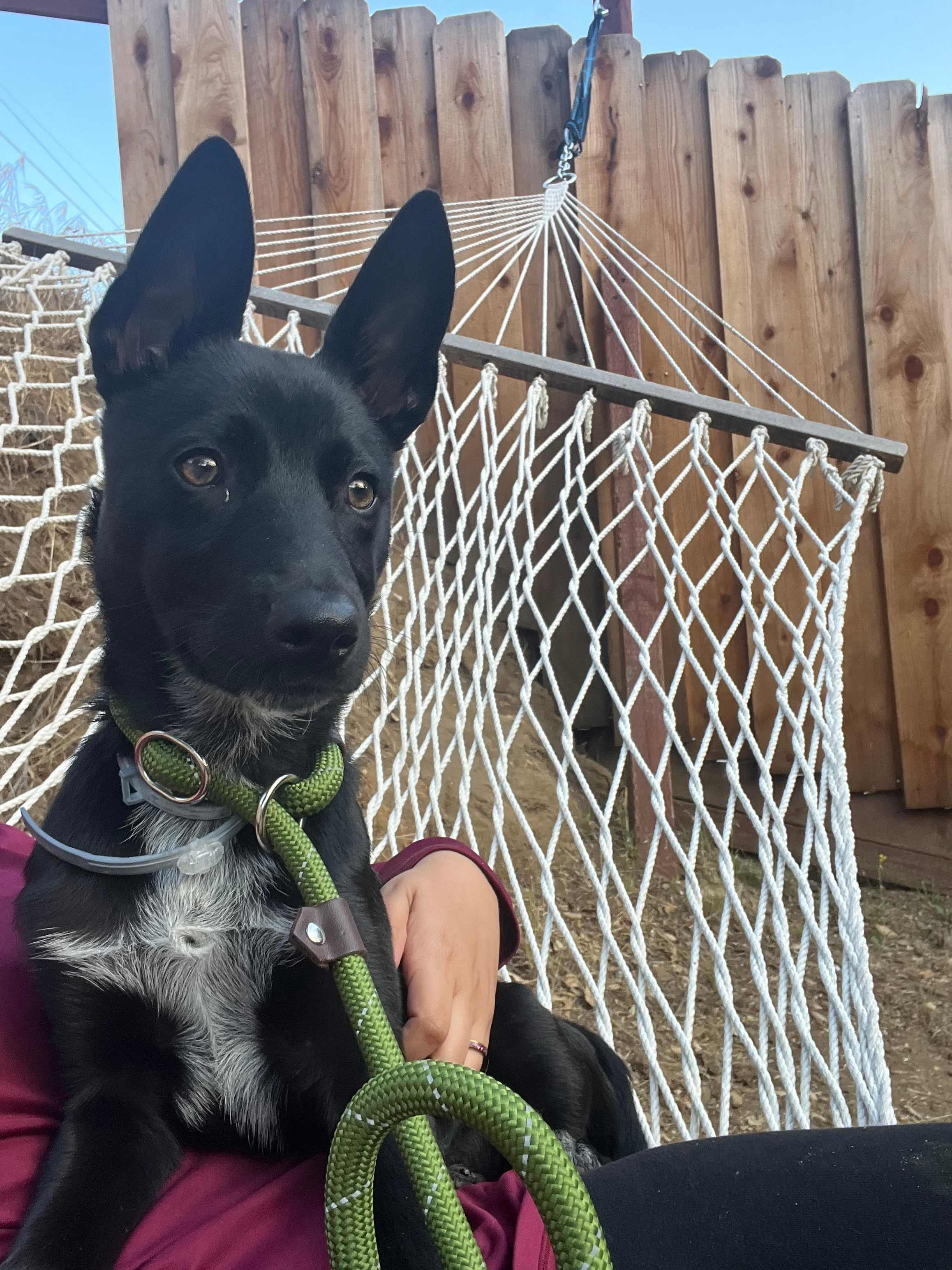 Enjoying the hammock 😊
