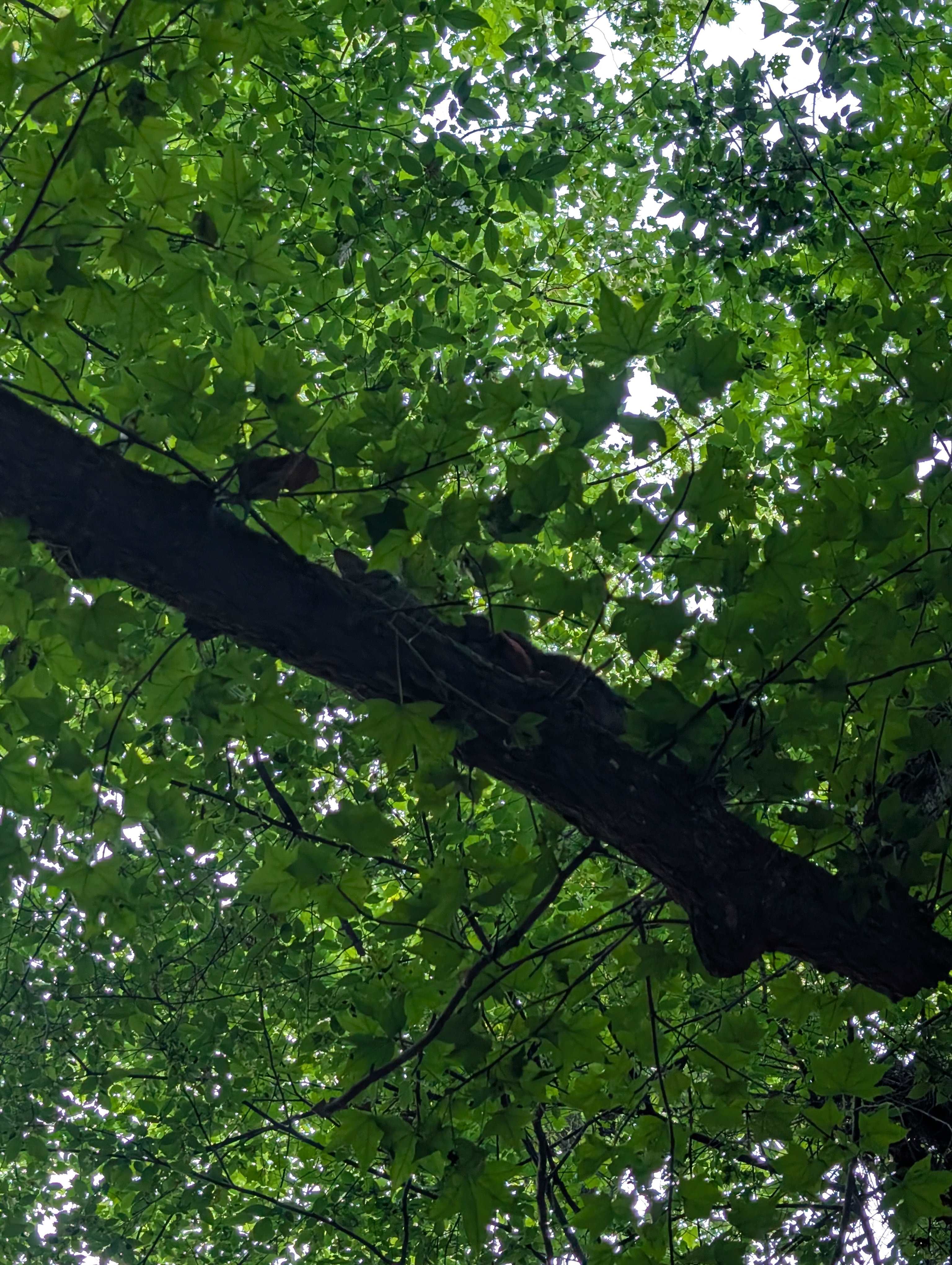 My cat enjoying the lush canopy
