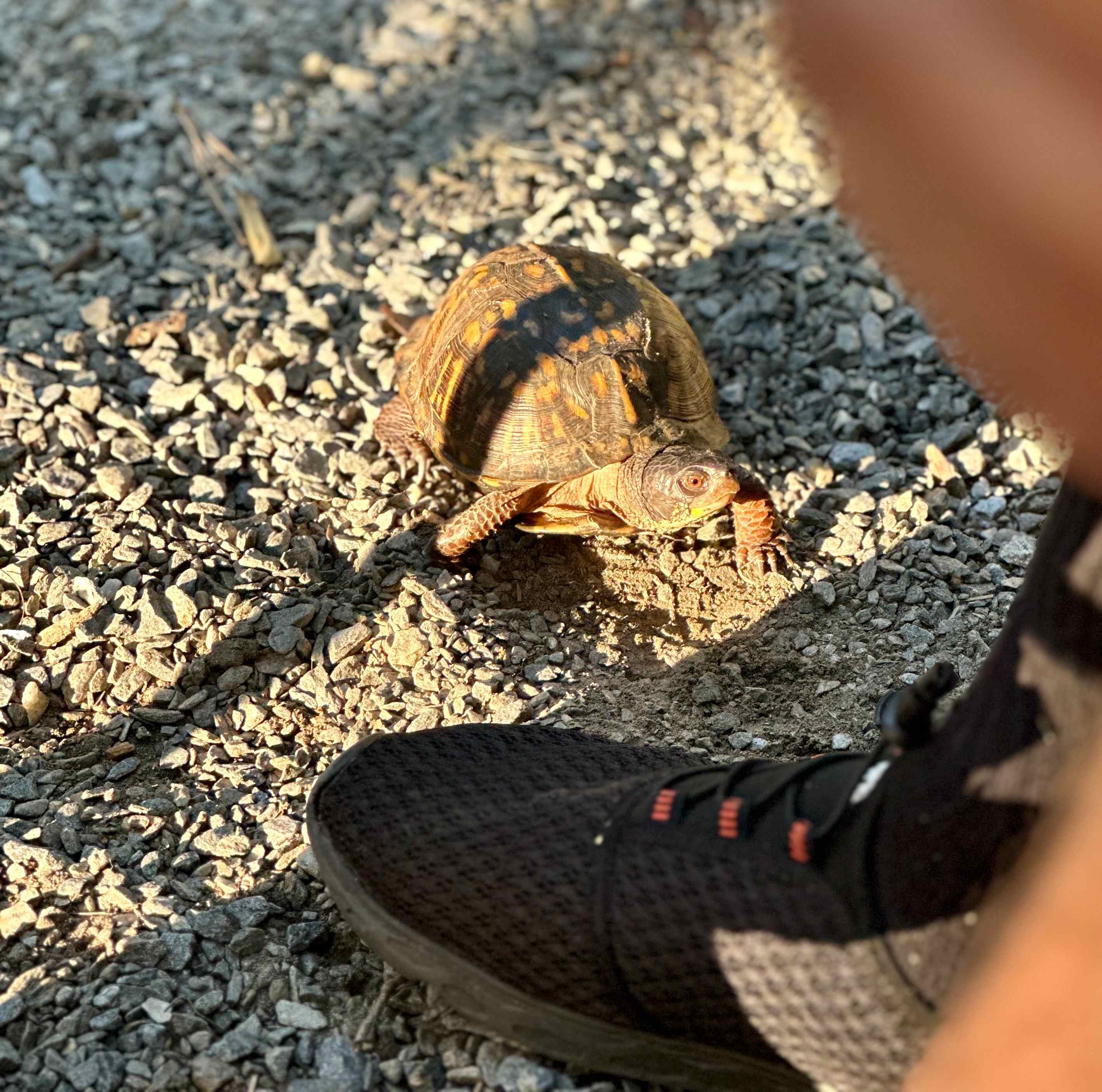 Camp site mascot.