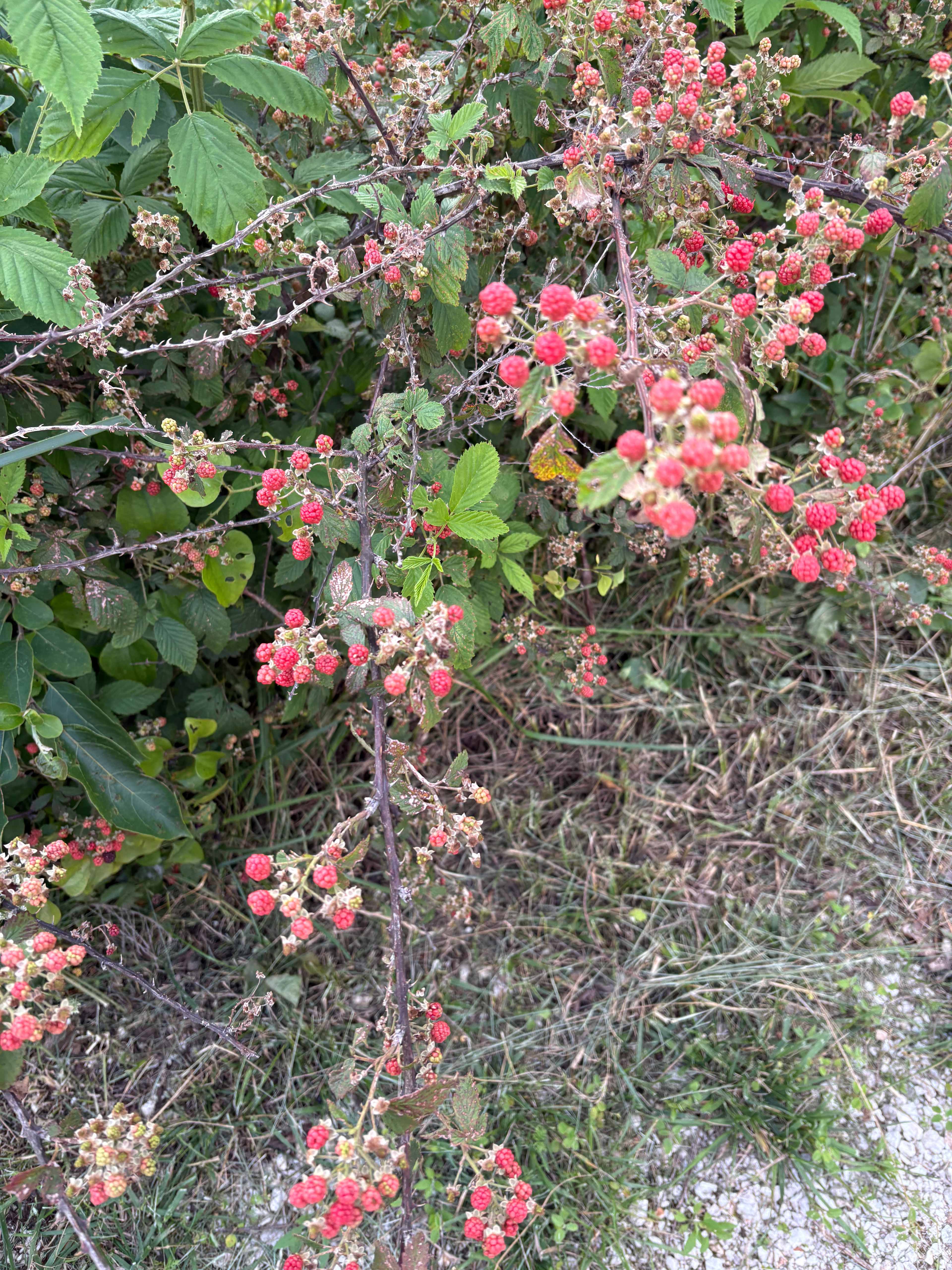 Wild berries! 