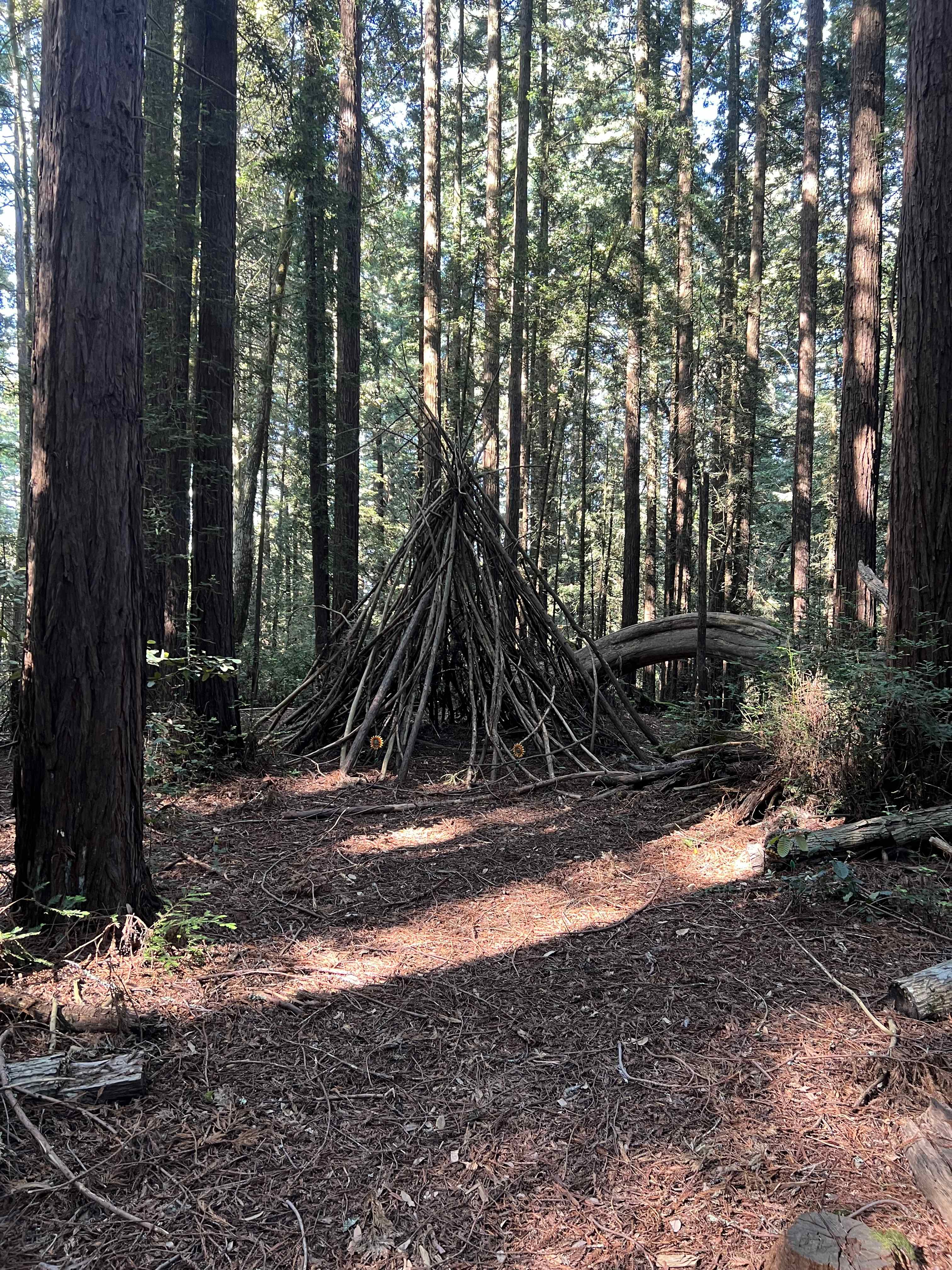 Redwood Grove