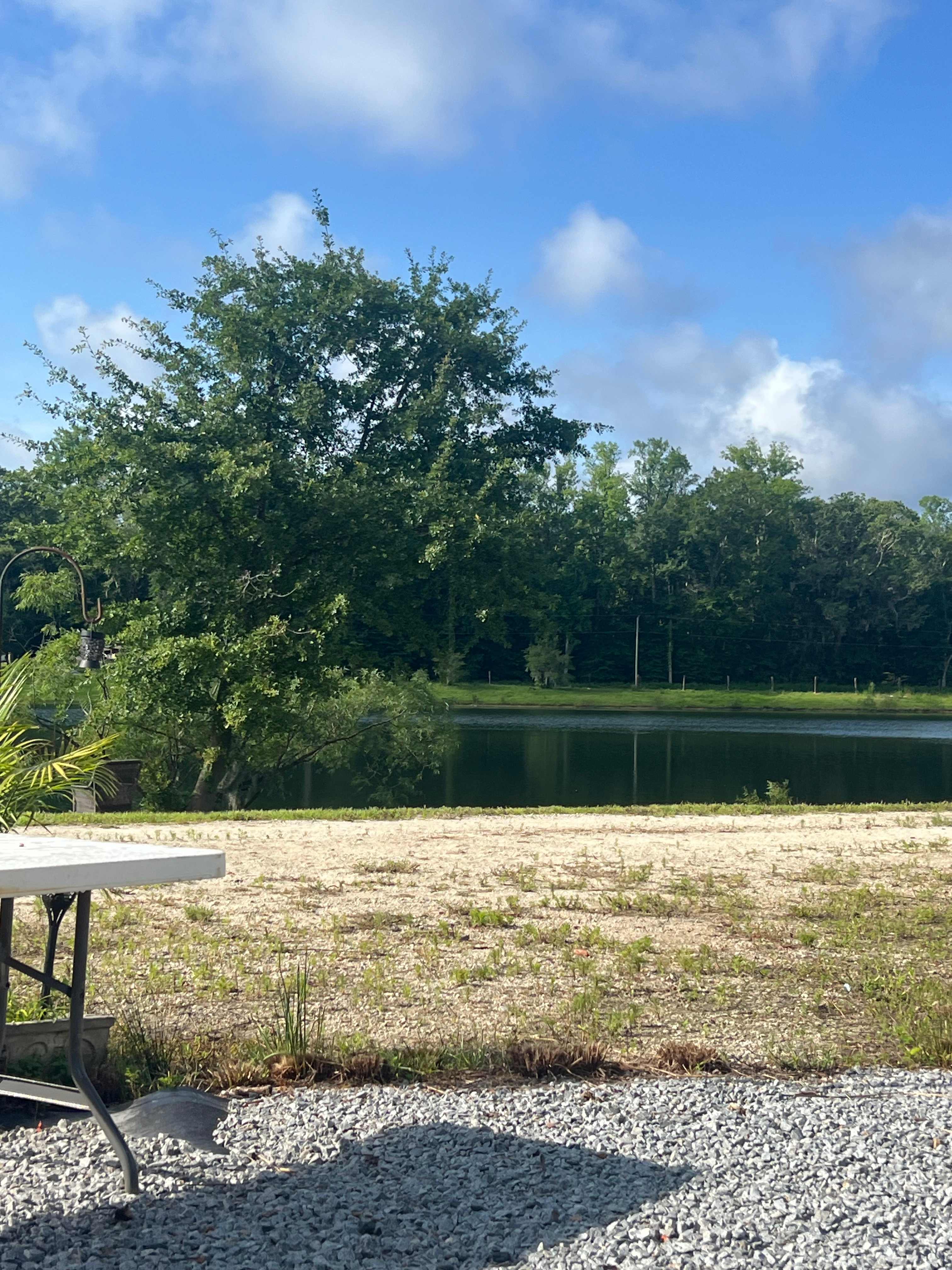 View of the pond