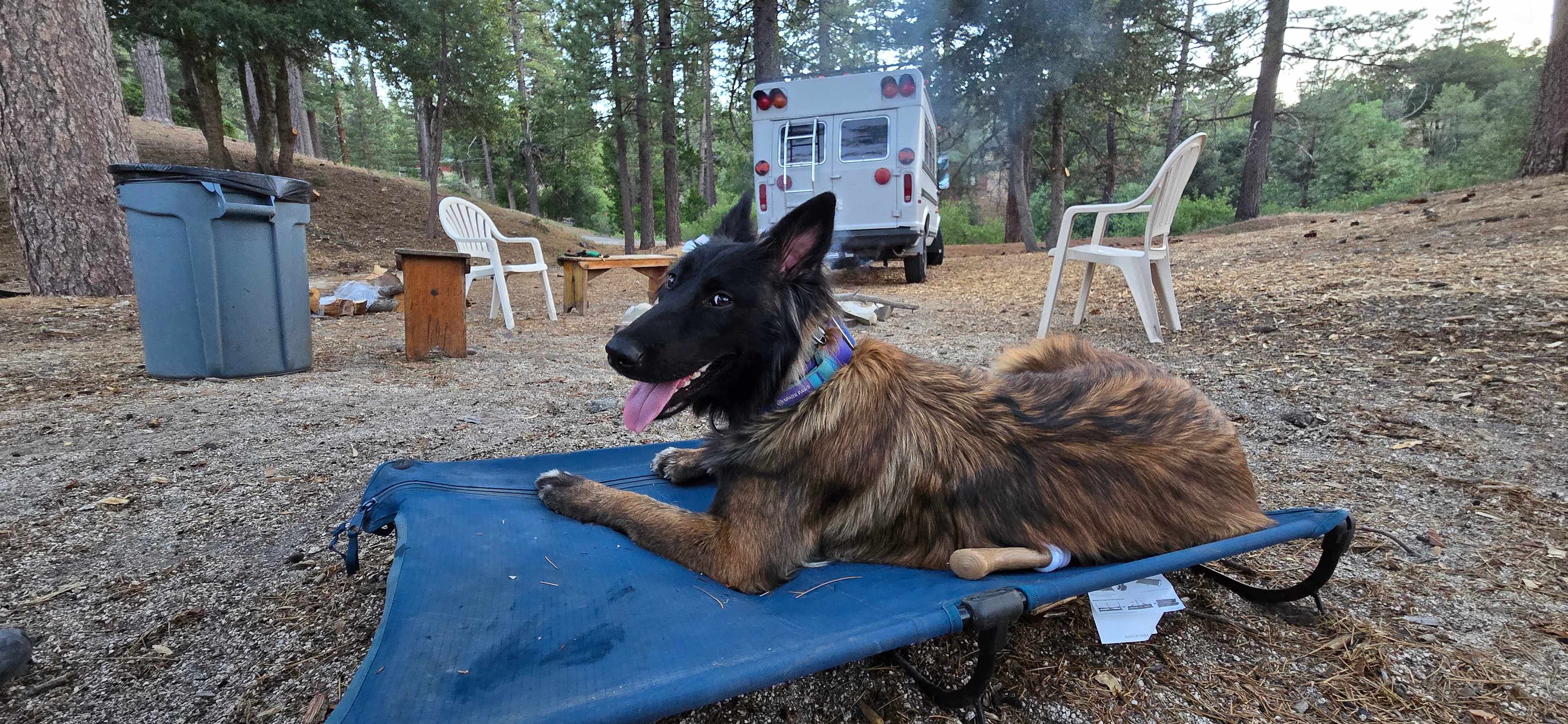 Skoolie in a secluded meadow