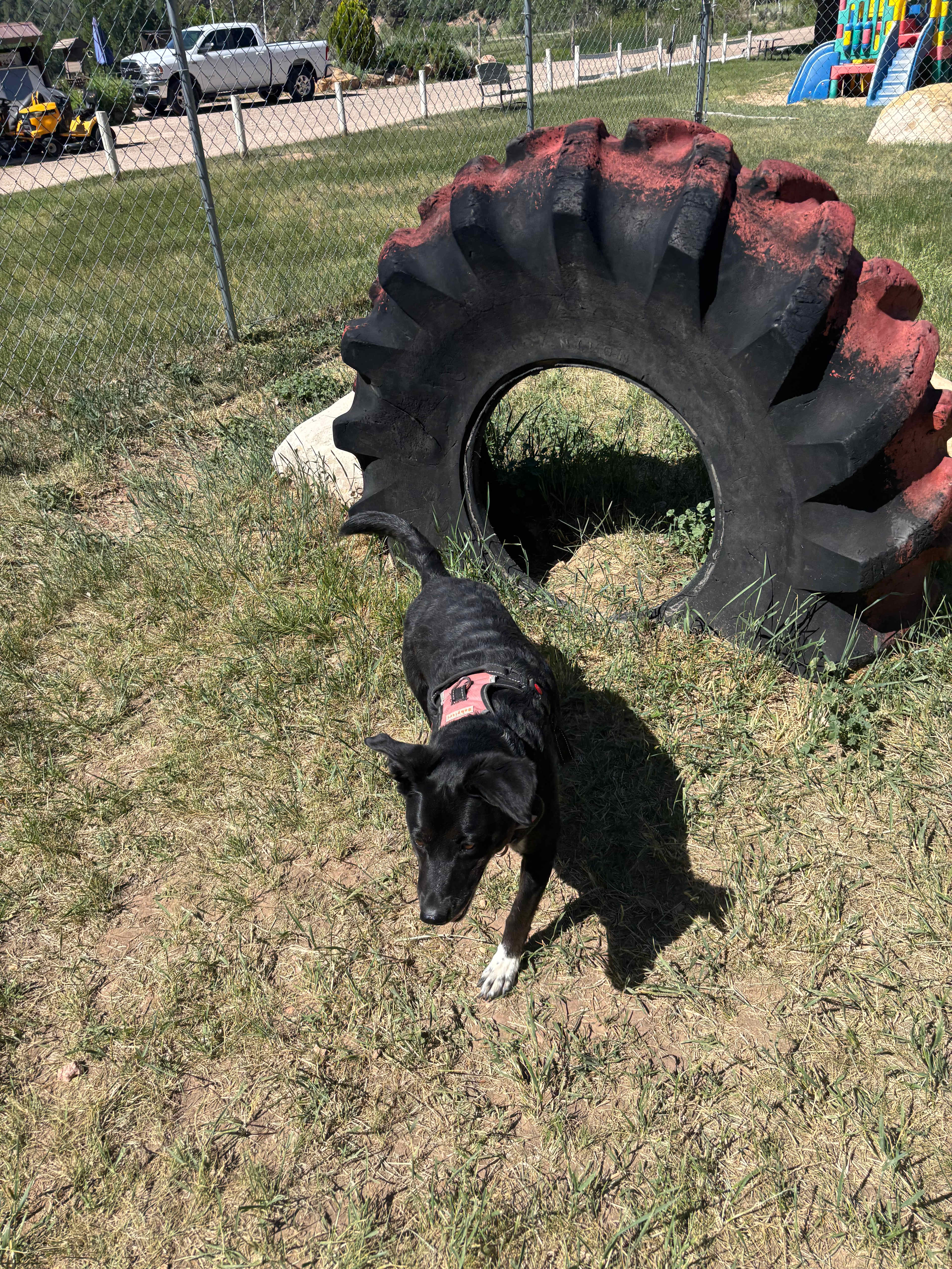 Dog park