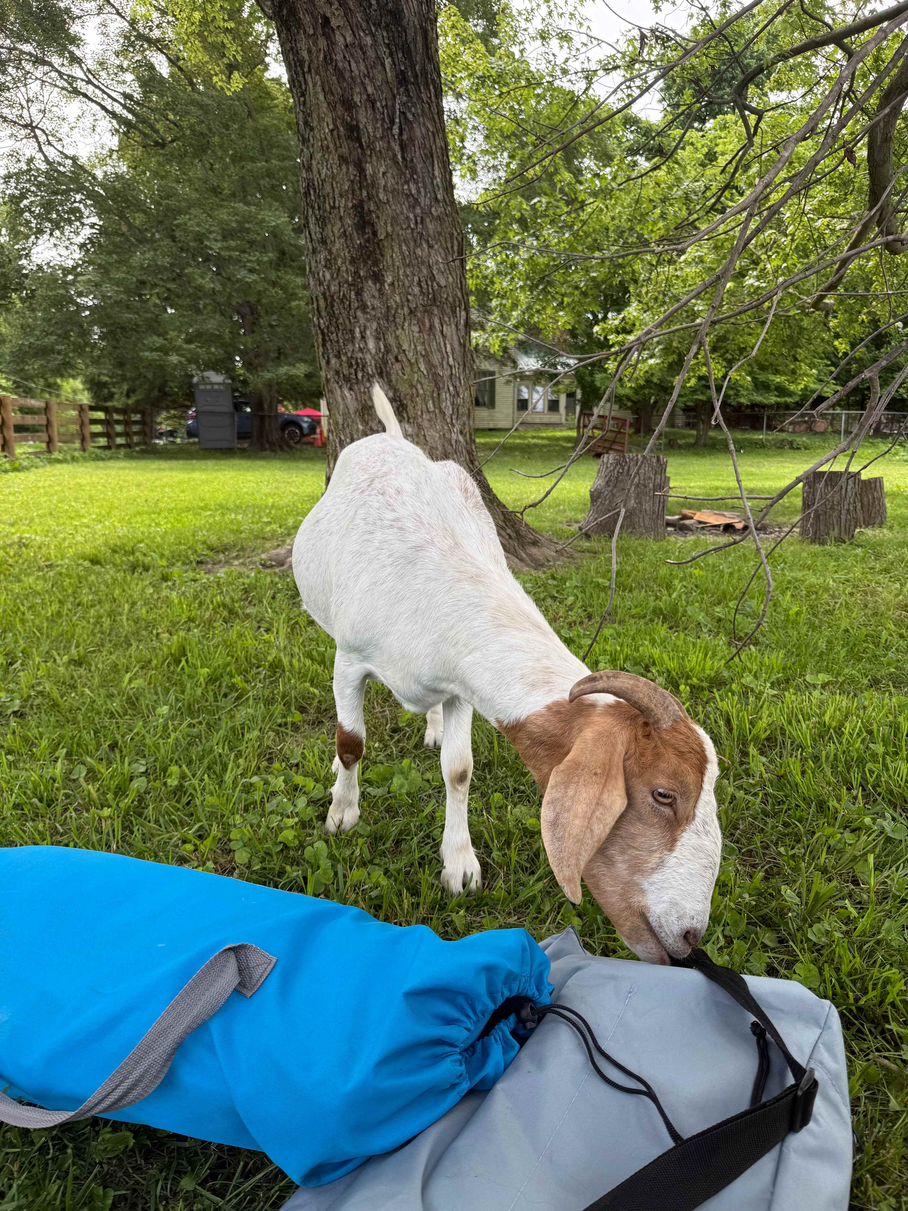 Camping with Unruly Goats