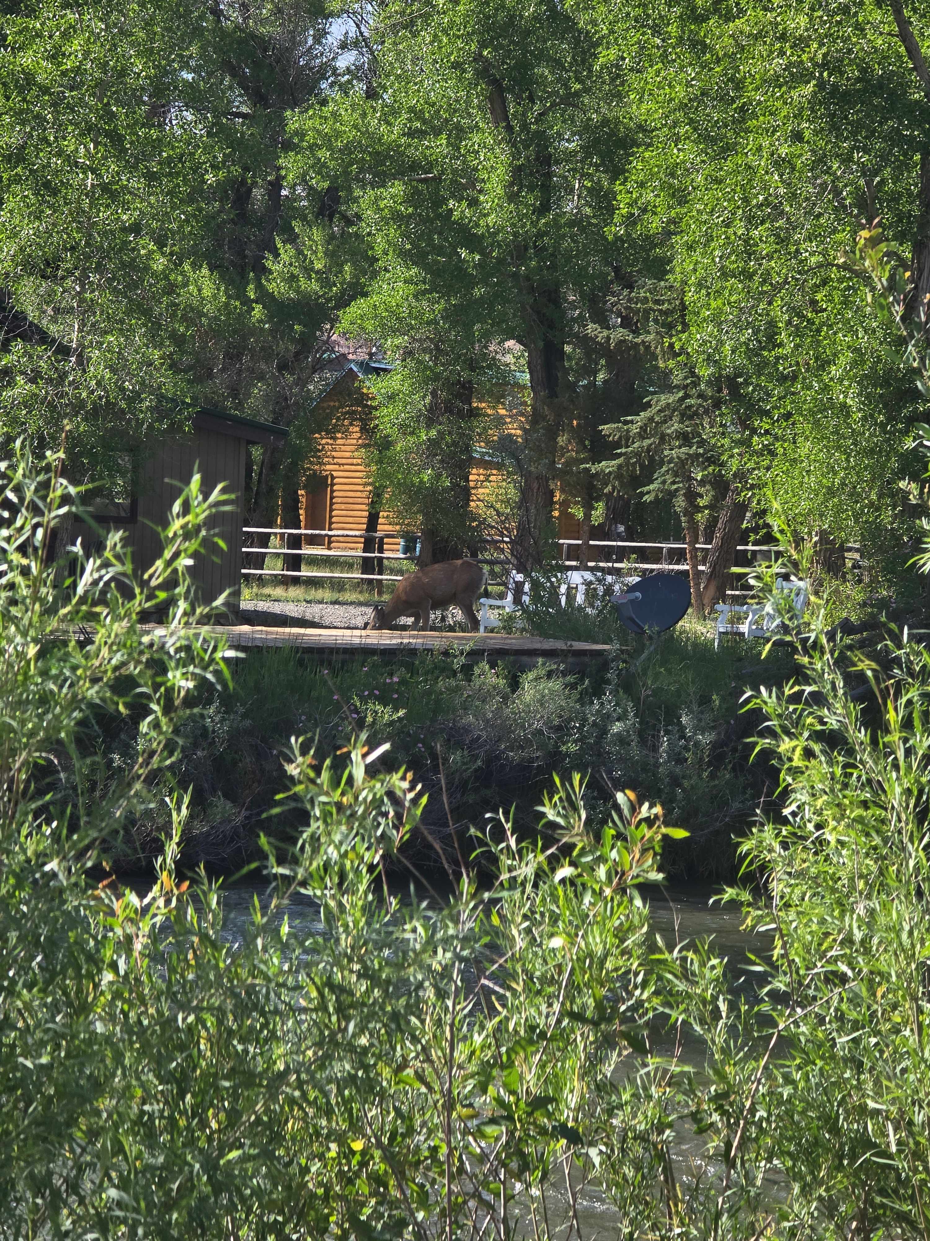 Sounds of the river and deer from out site. 