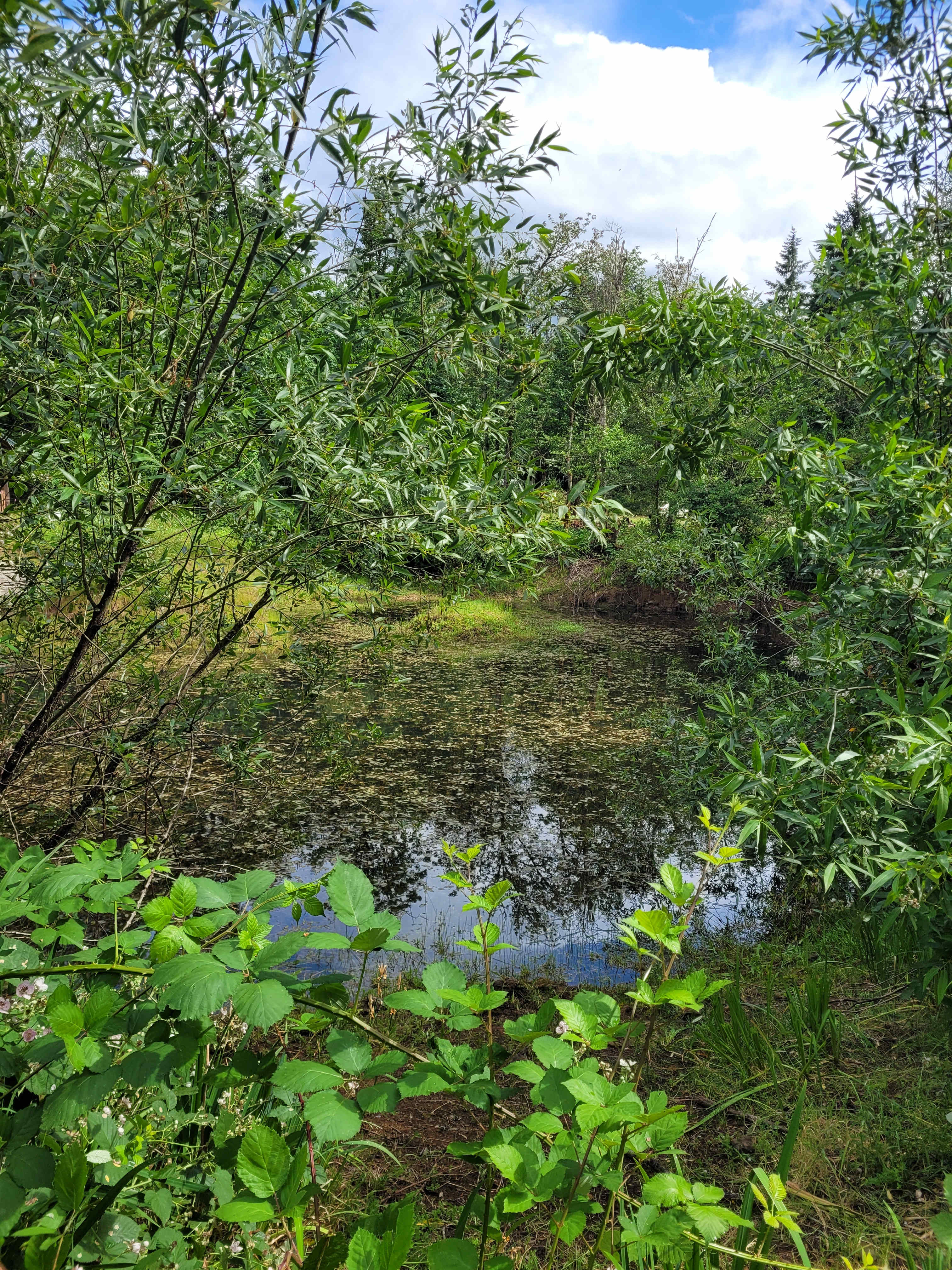 Our view of the pond from our site