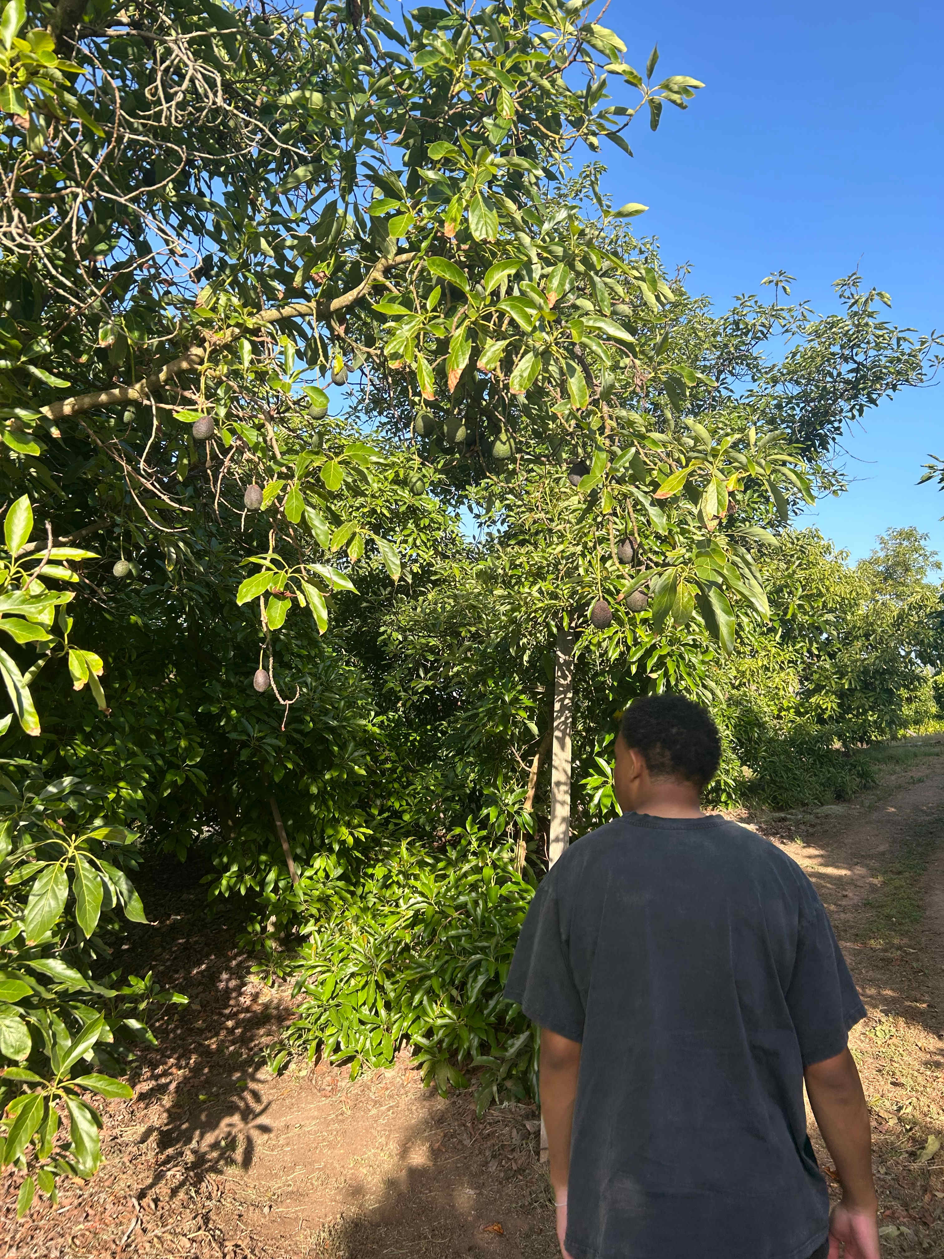 Campo Nopalito