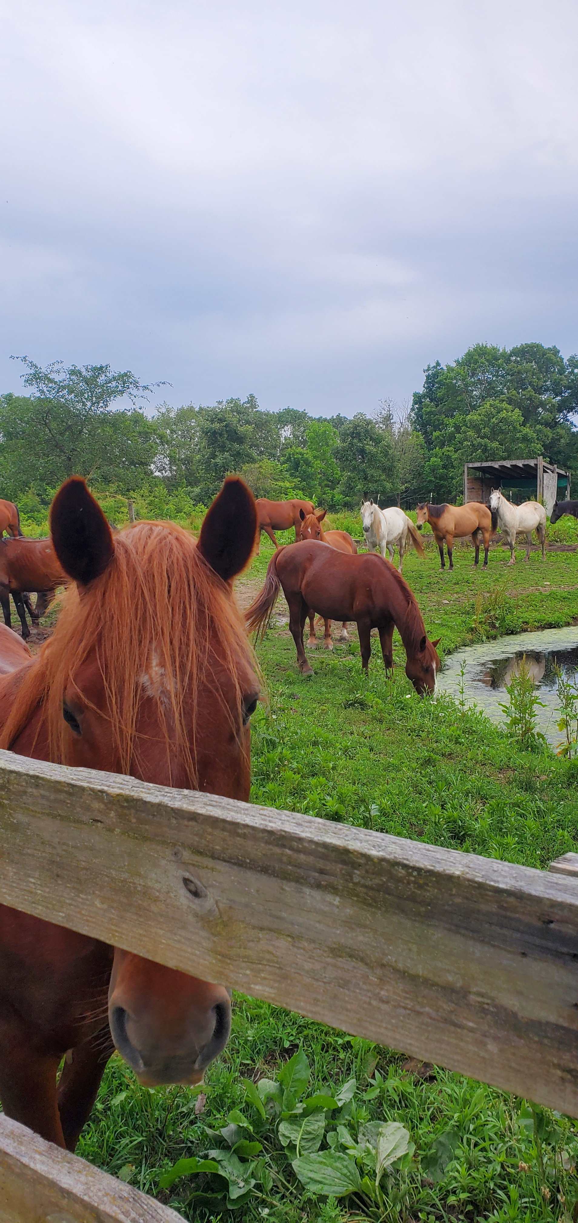 DLR Mustang Ranch