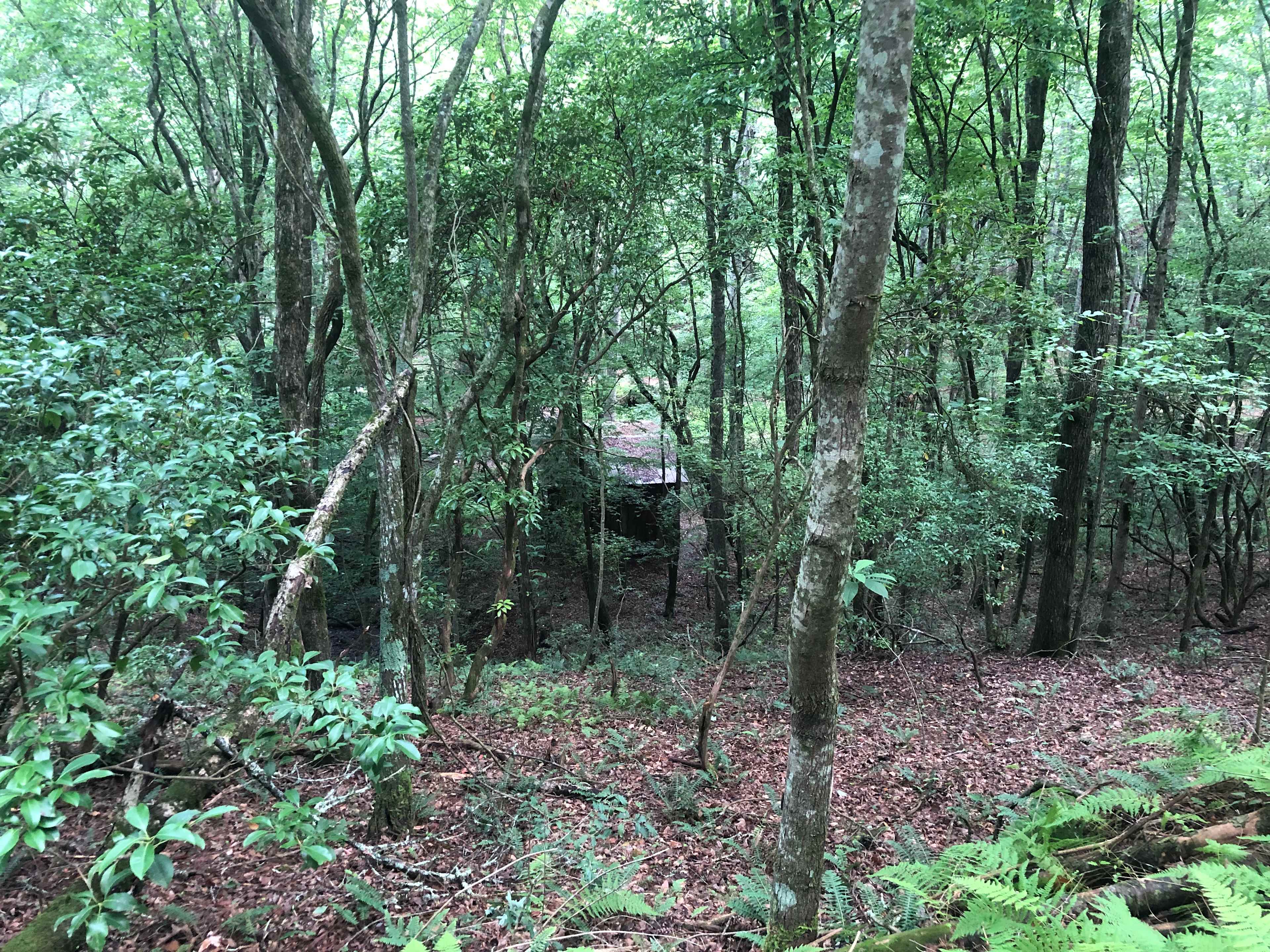 Your Toccoa River Cove!