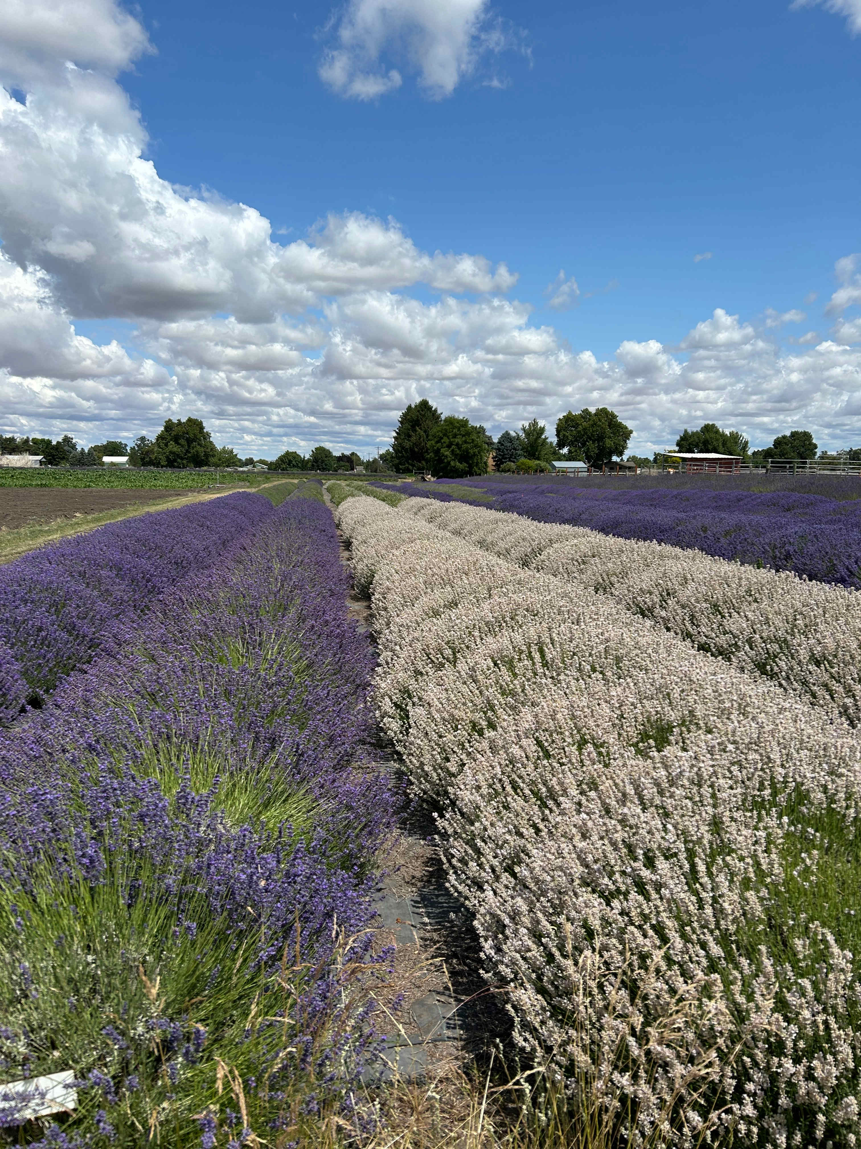 Relaxing, Peaceful Lavender Farm