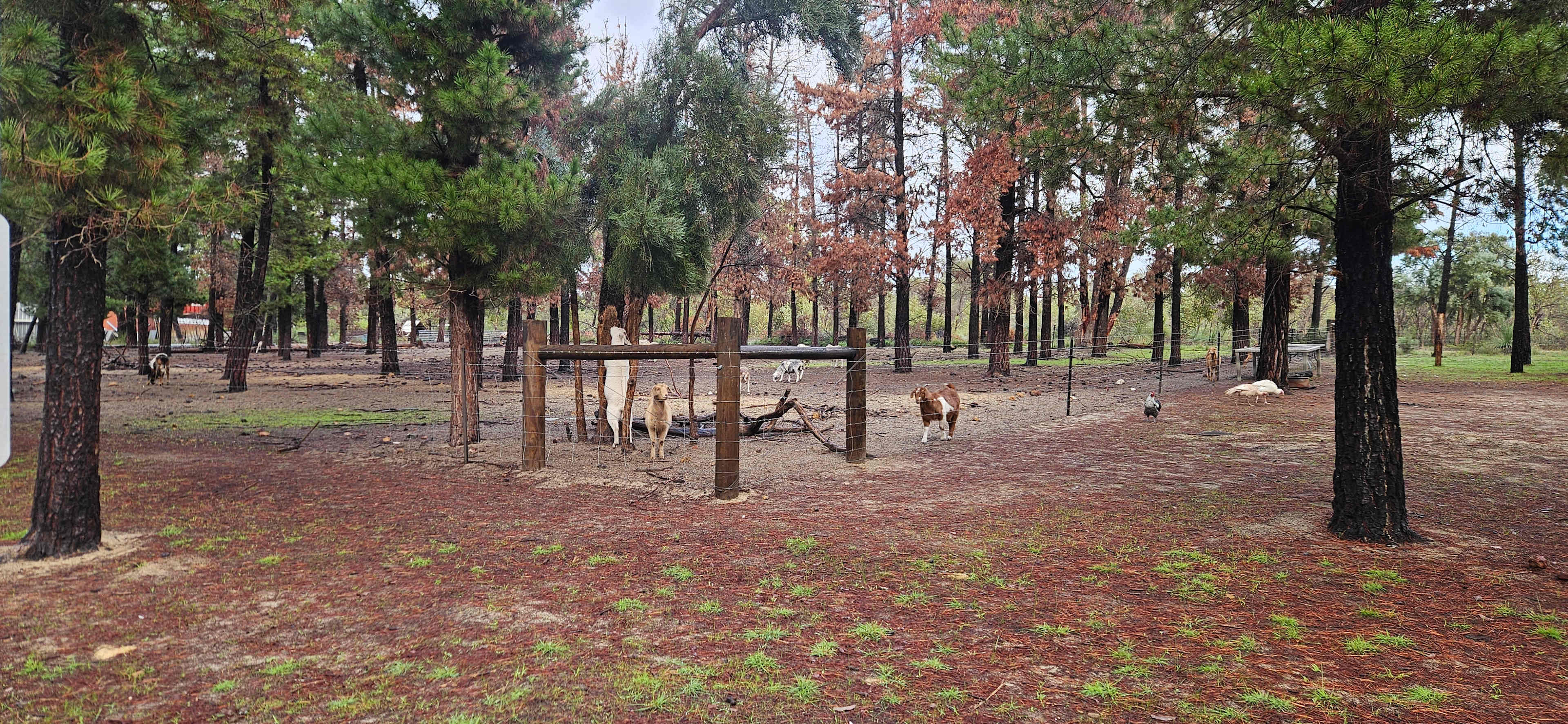 Little Eeden Farm Pine Camp