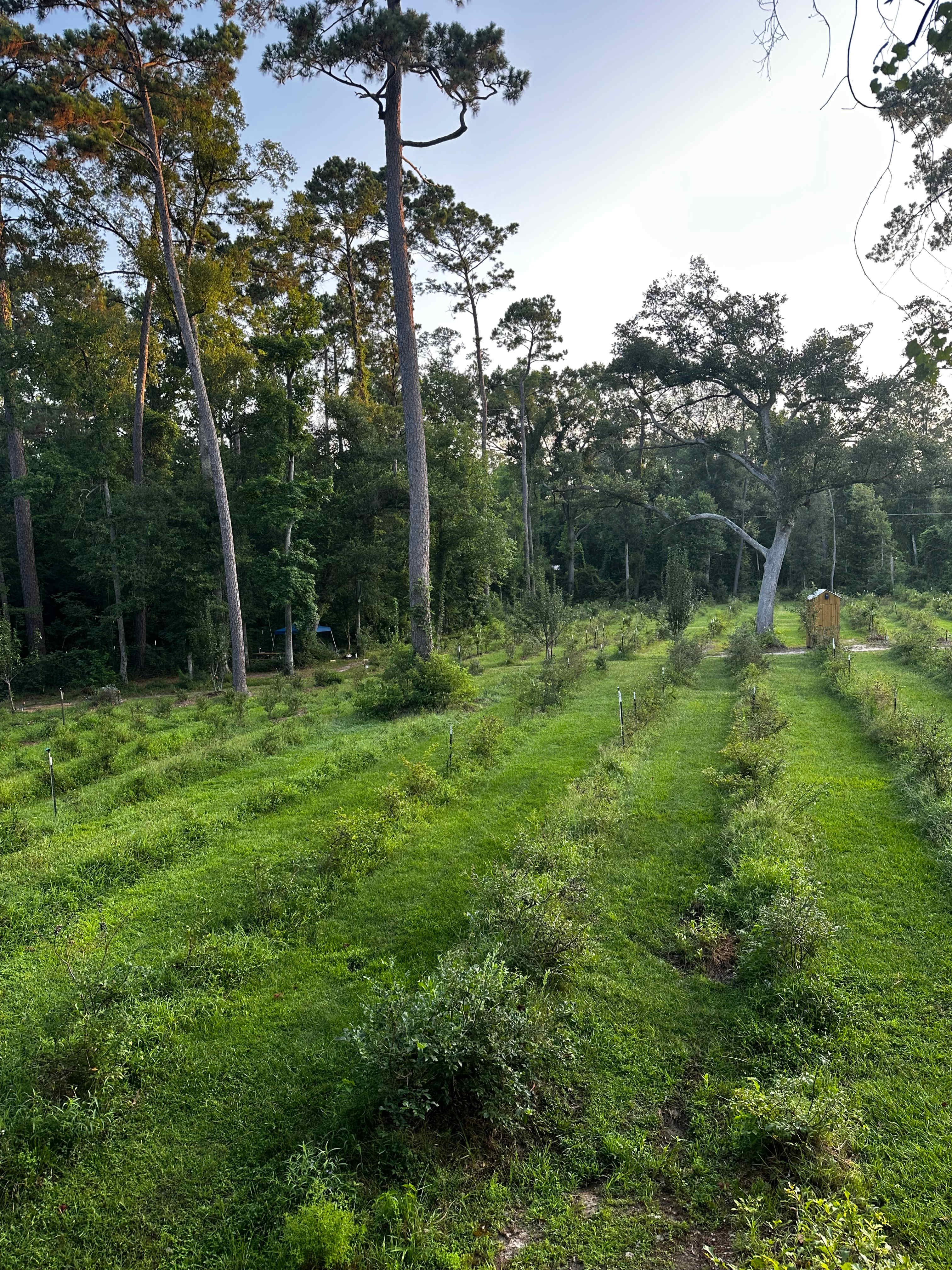 Big Branch Apiary