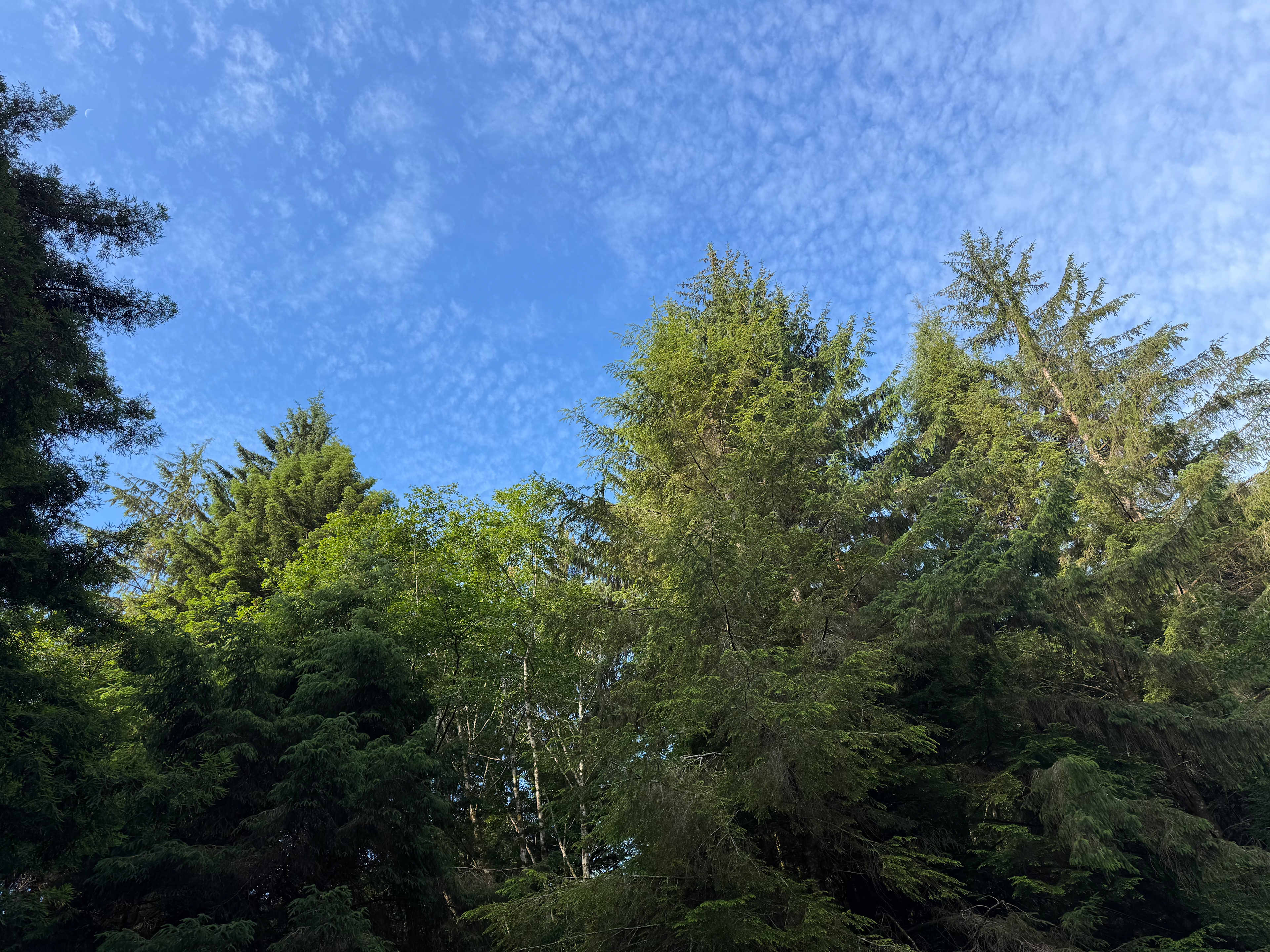 Mystic Forest Campground