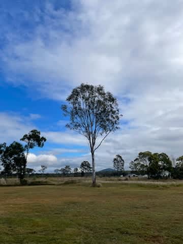 Paddock camp
