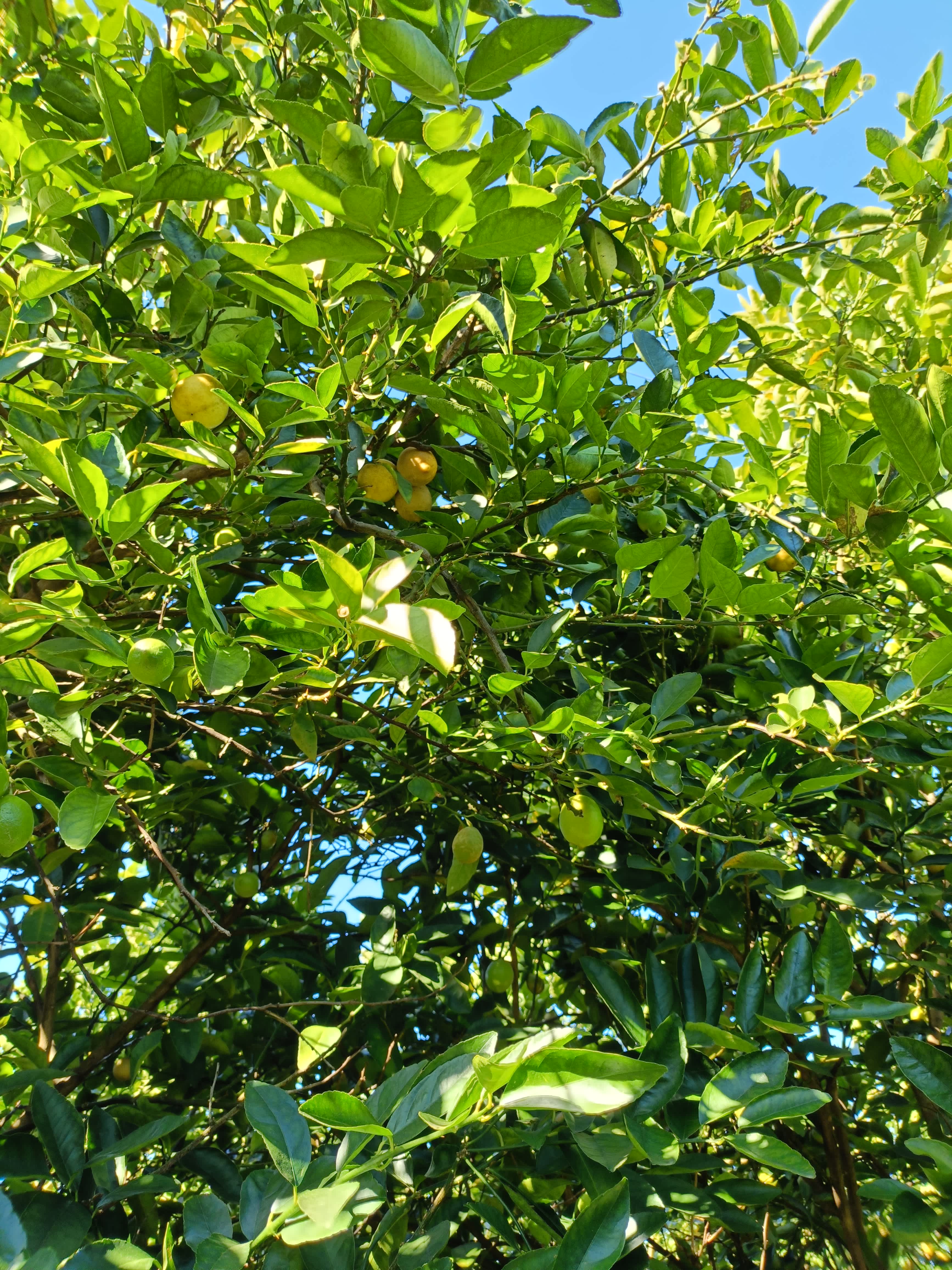 Lemons!