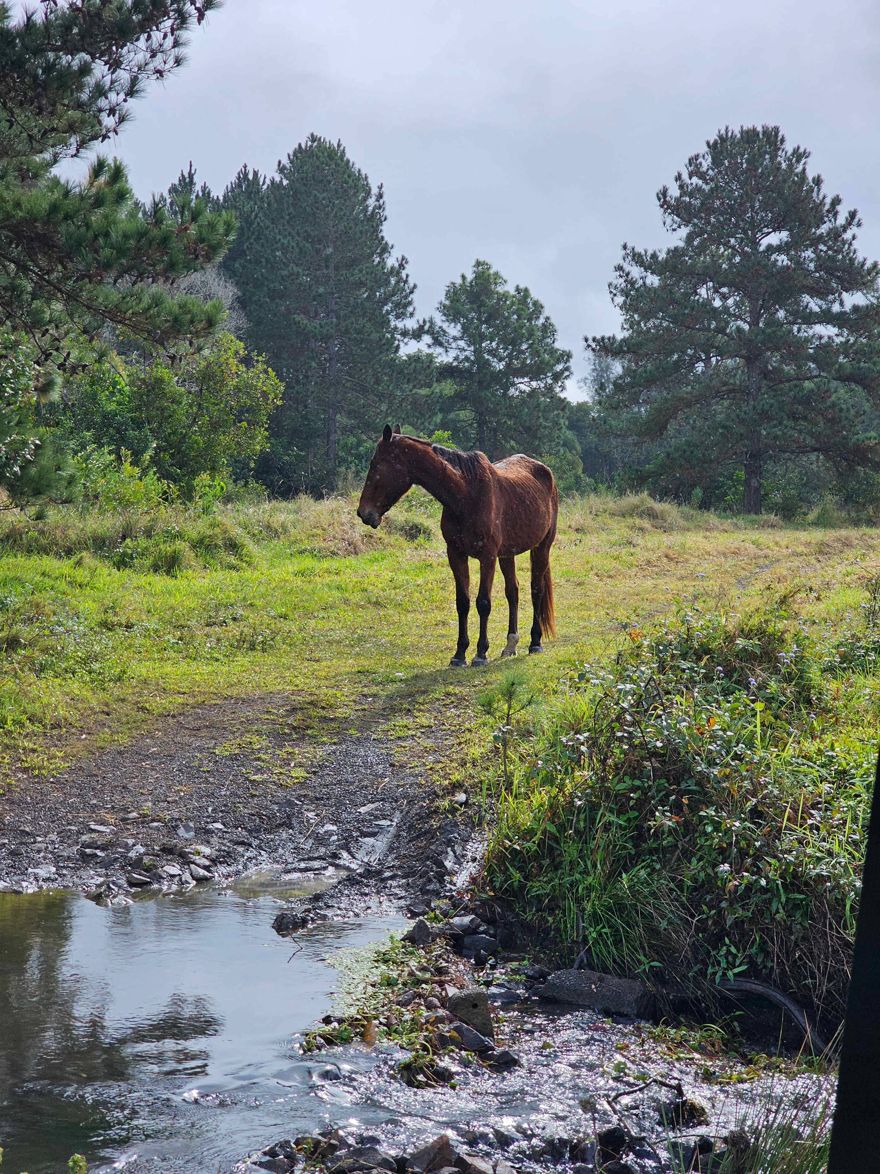 Wild Horse Retreat