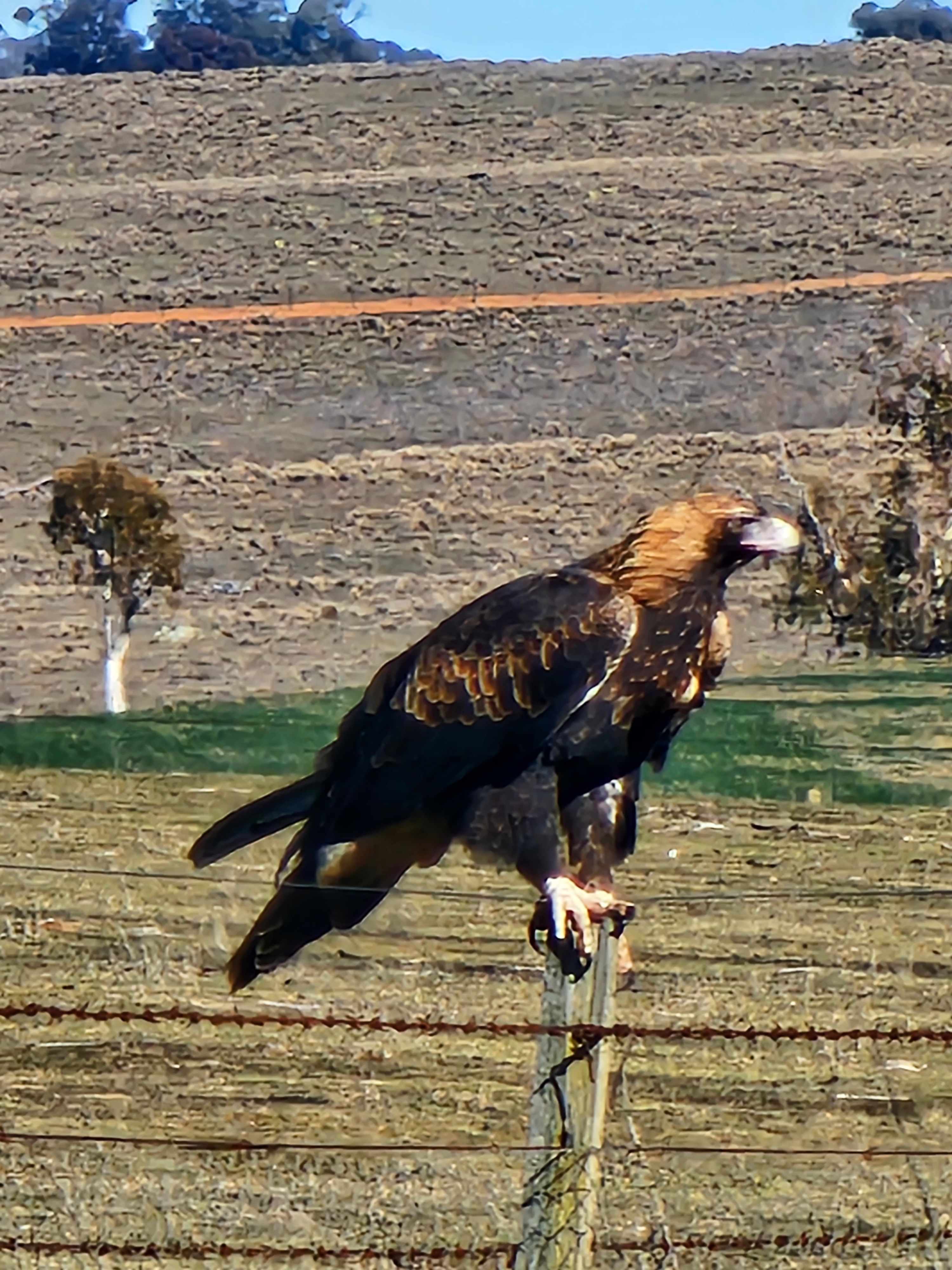 ....on the lookout for some roadkill
