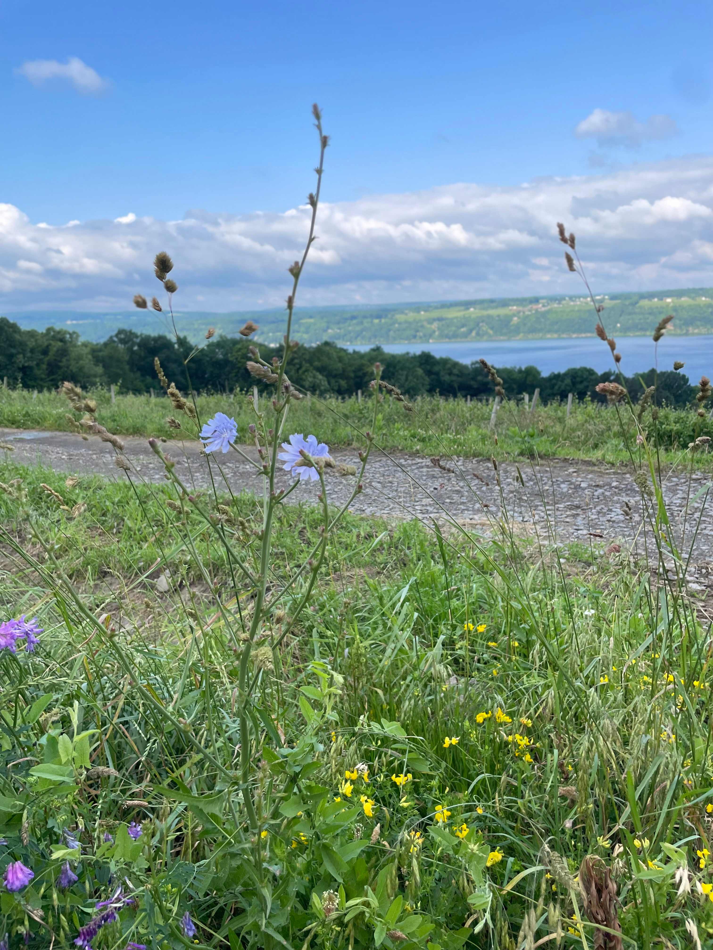 Rustic Log Cabins Overlooking Senec