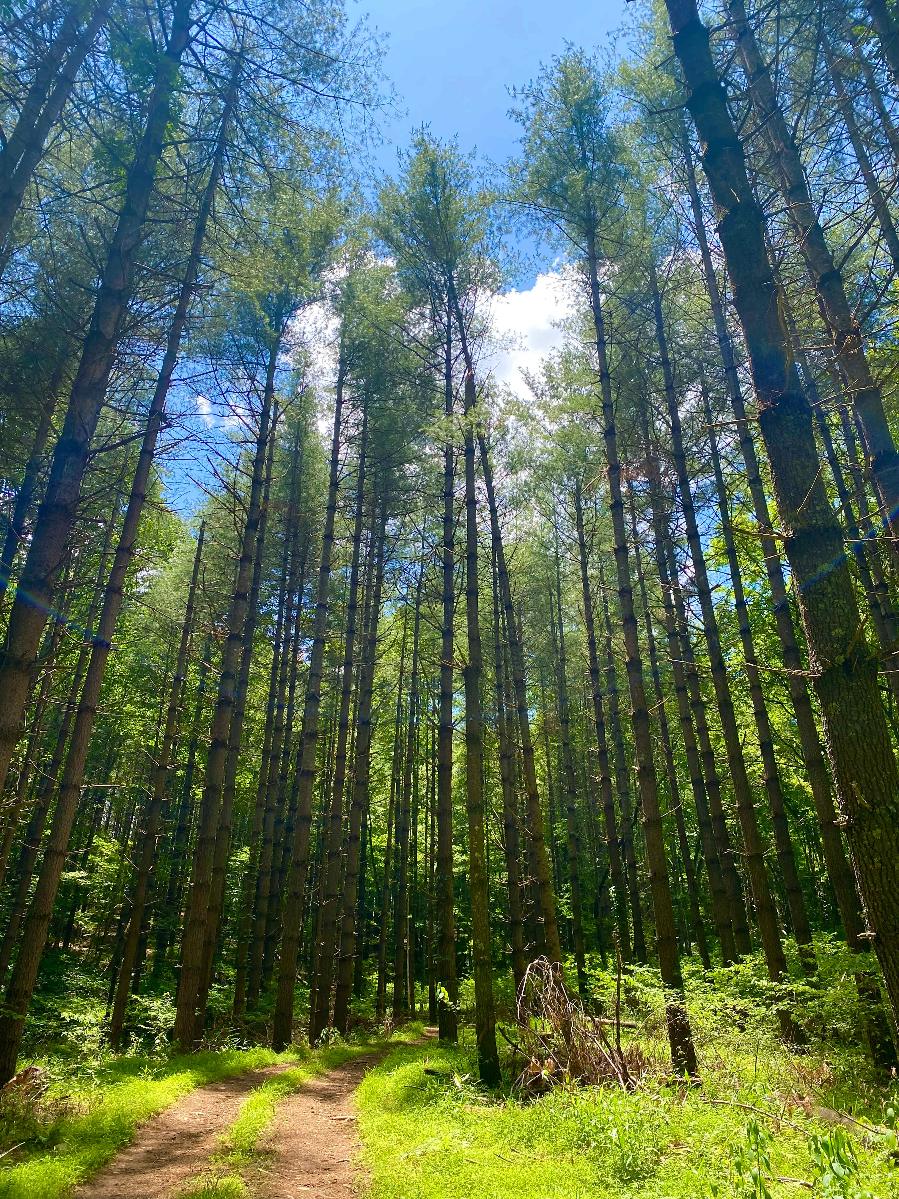 Trail to the river