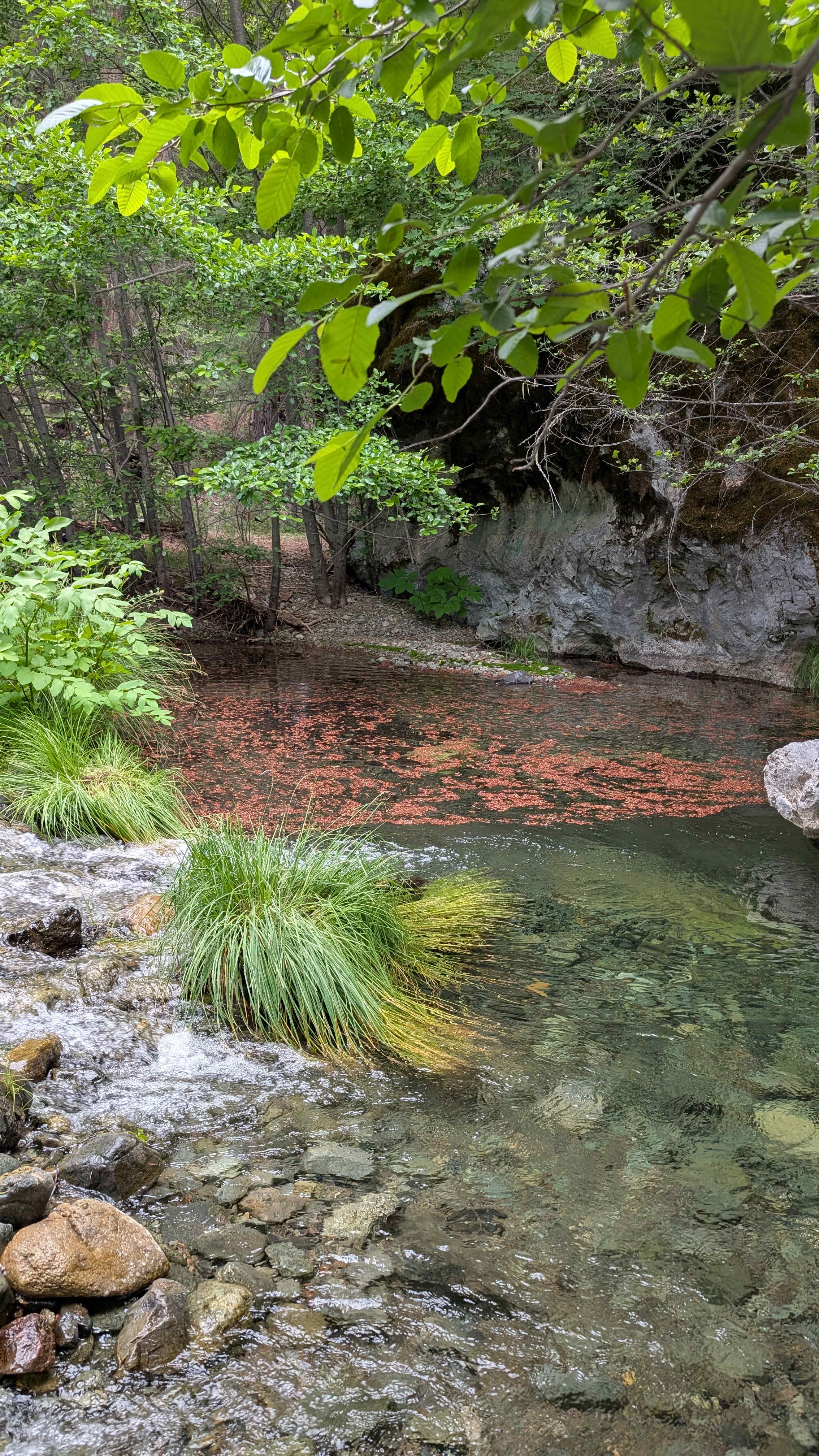 Watering hole near site