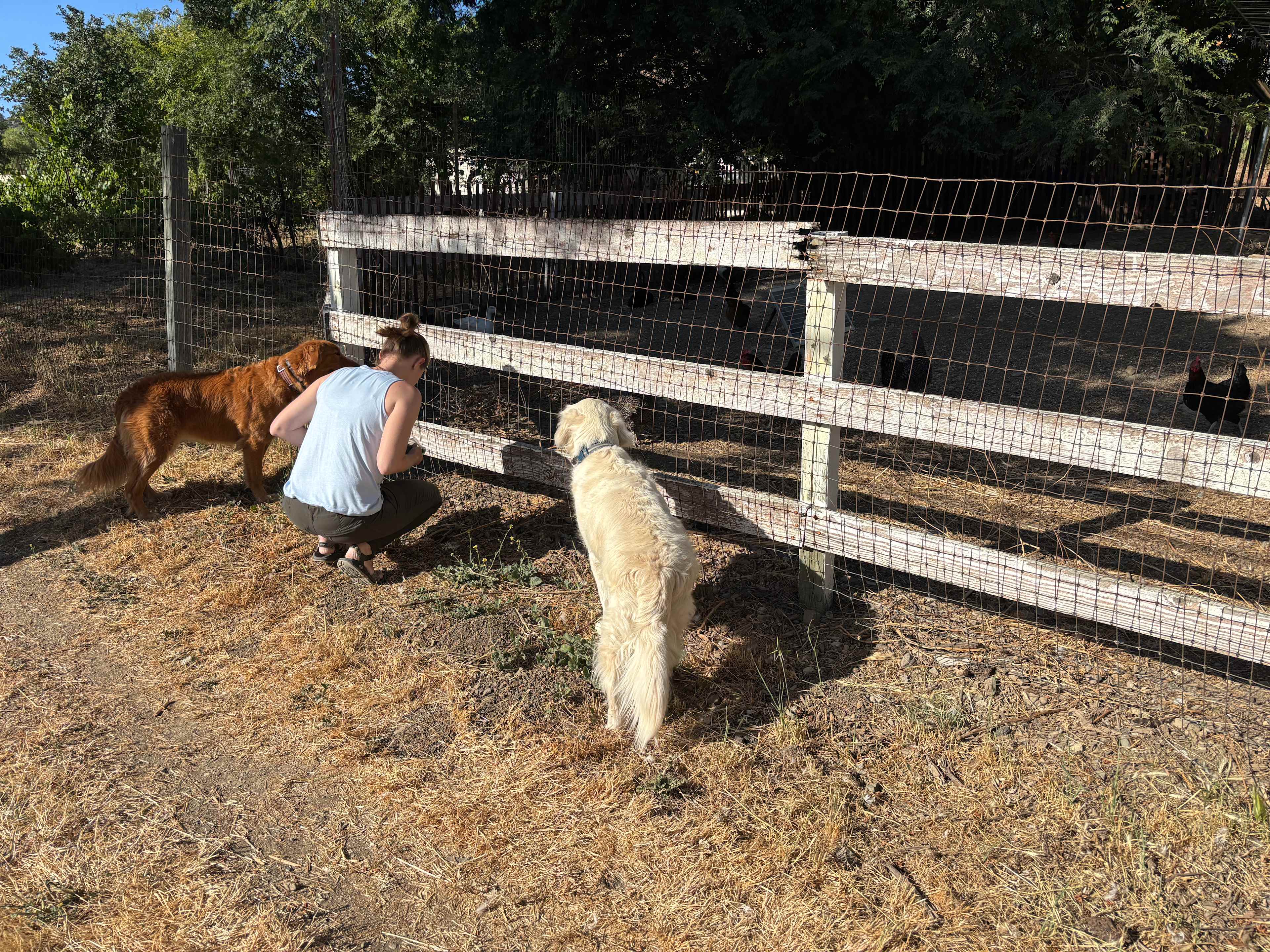 Freedog Farms @ Cactus Flower Ranch