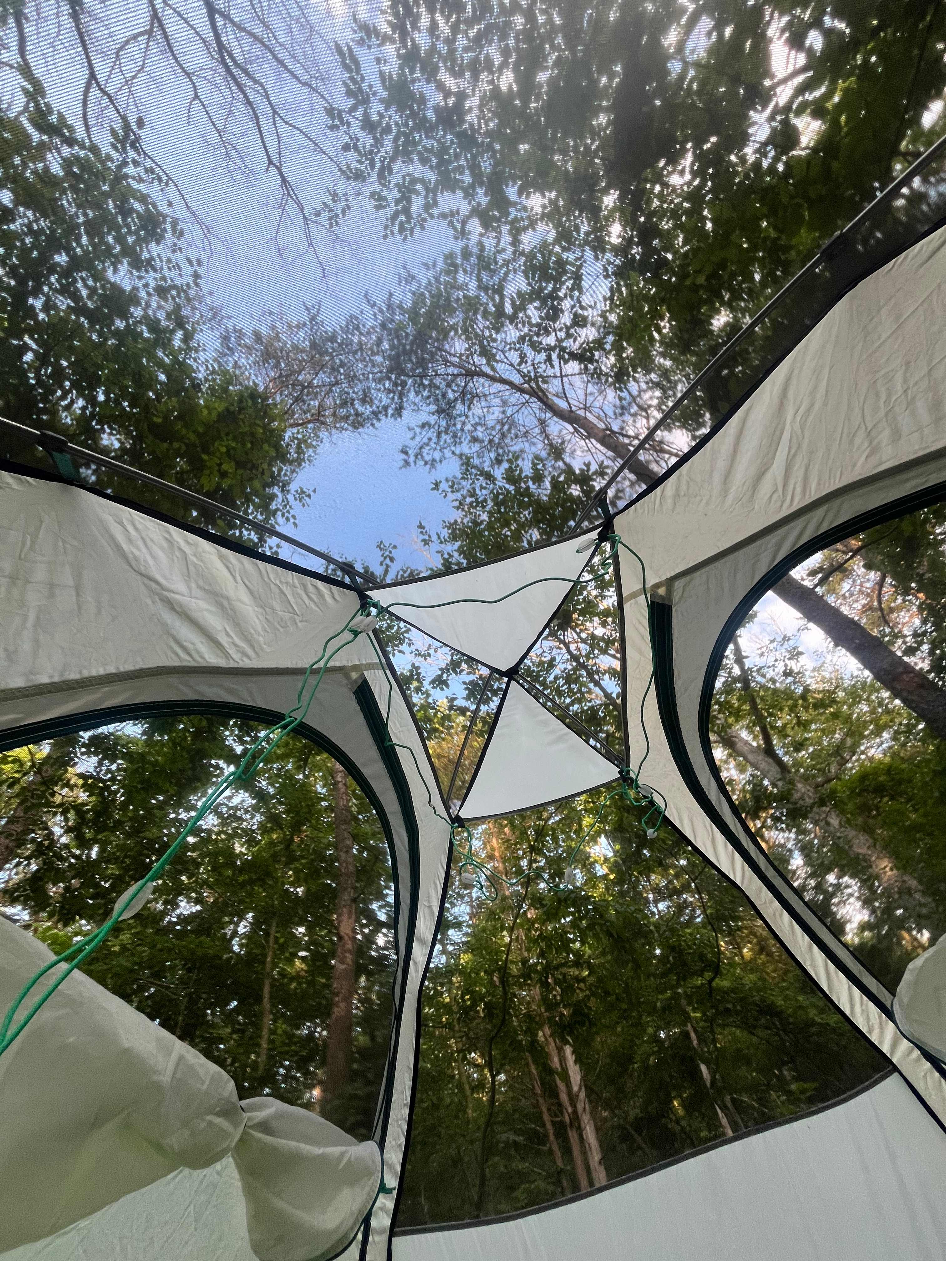 Nicholson’s Wonder Forest