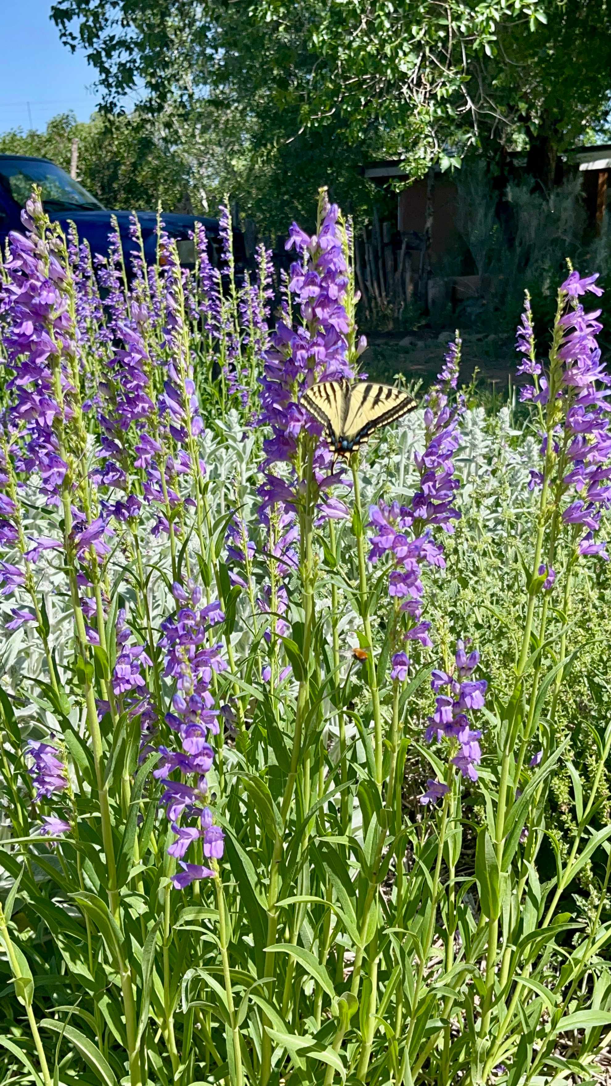 Taos Goji Farm & Eco Lodge