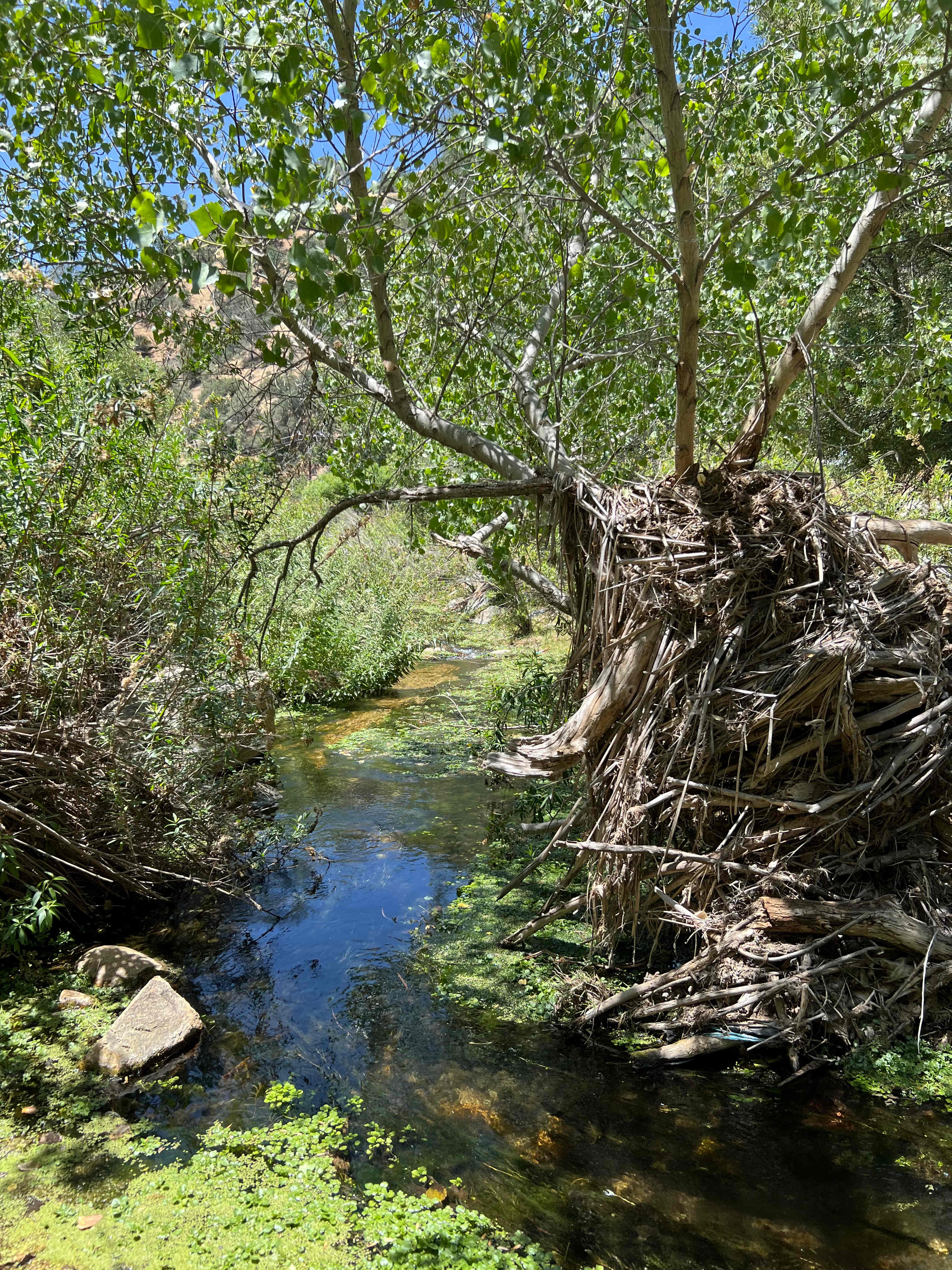 Wild watercress in the creek