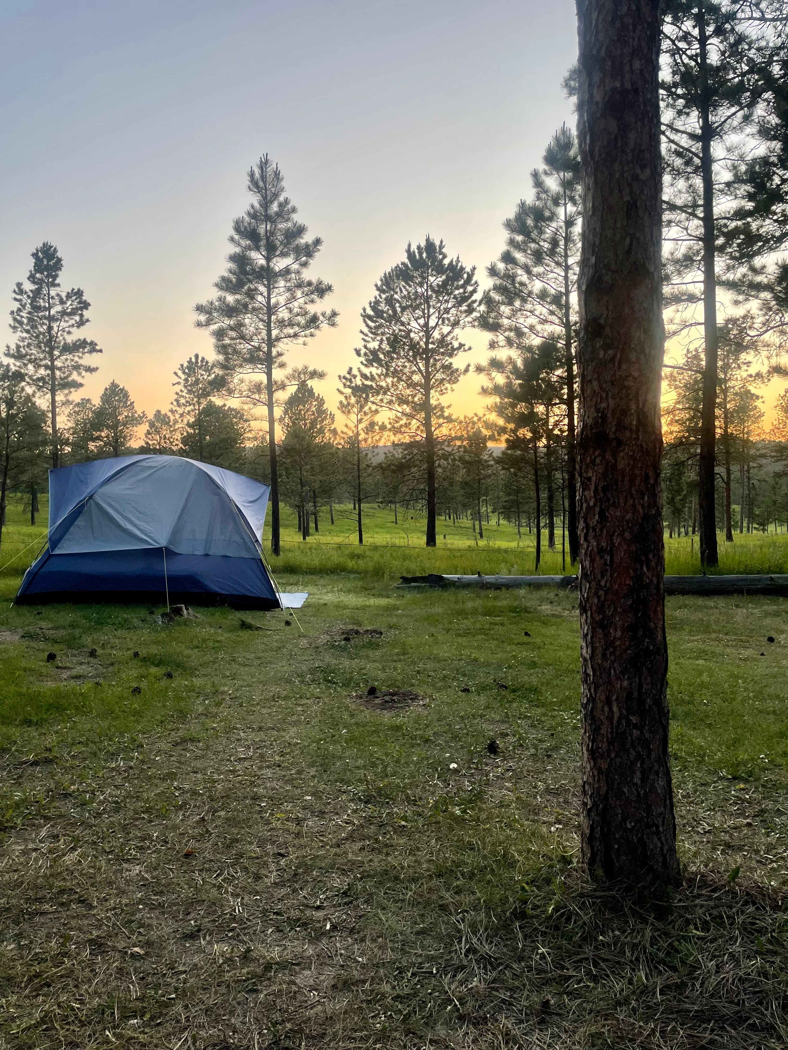 Tent camping near a pine forest