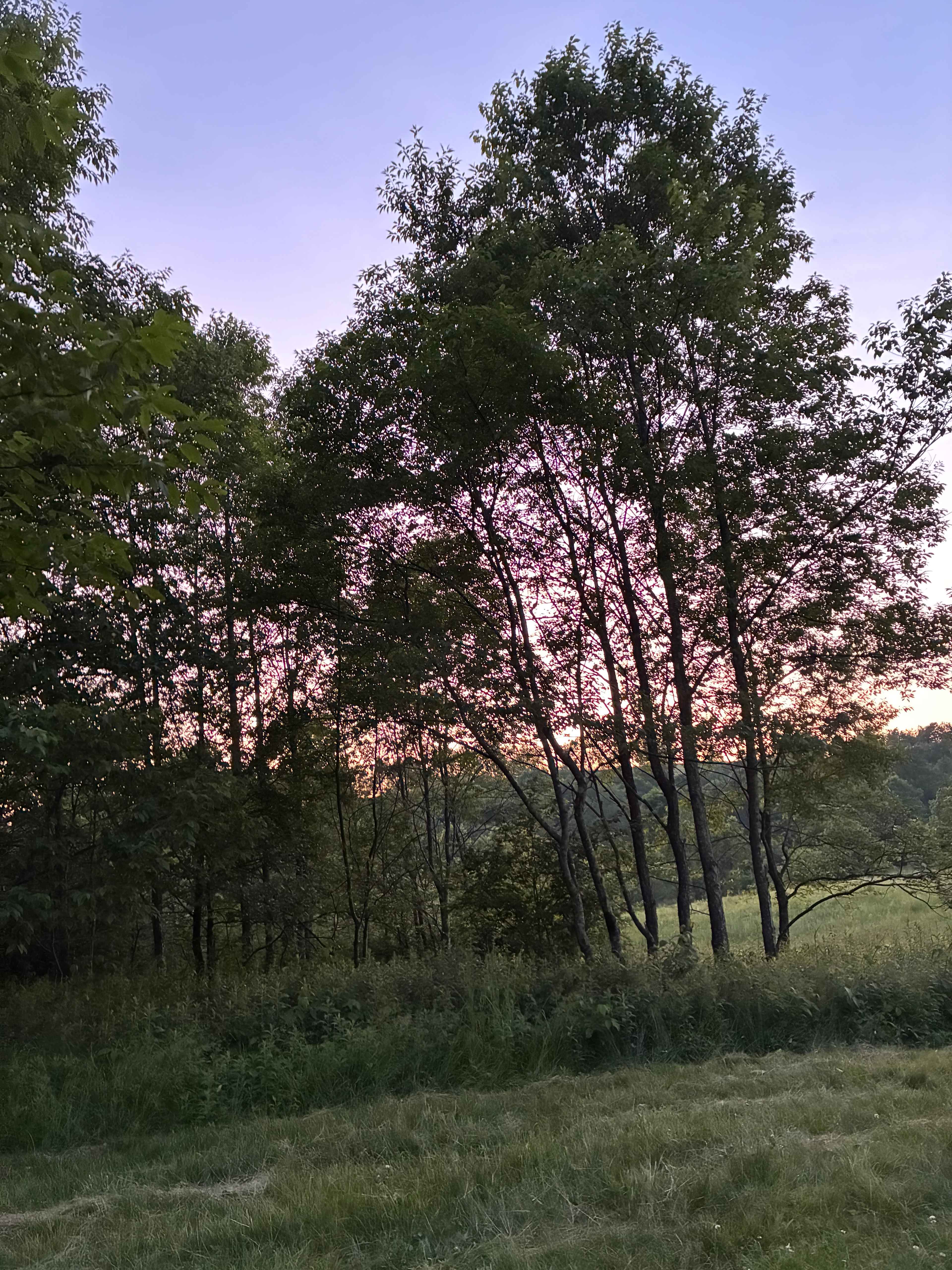 Stargazing Field at Olga Farm