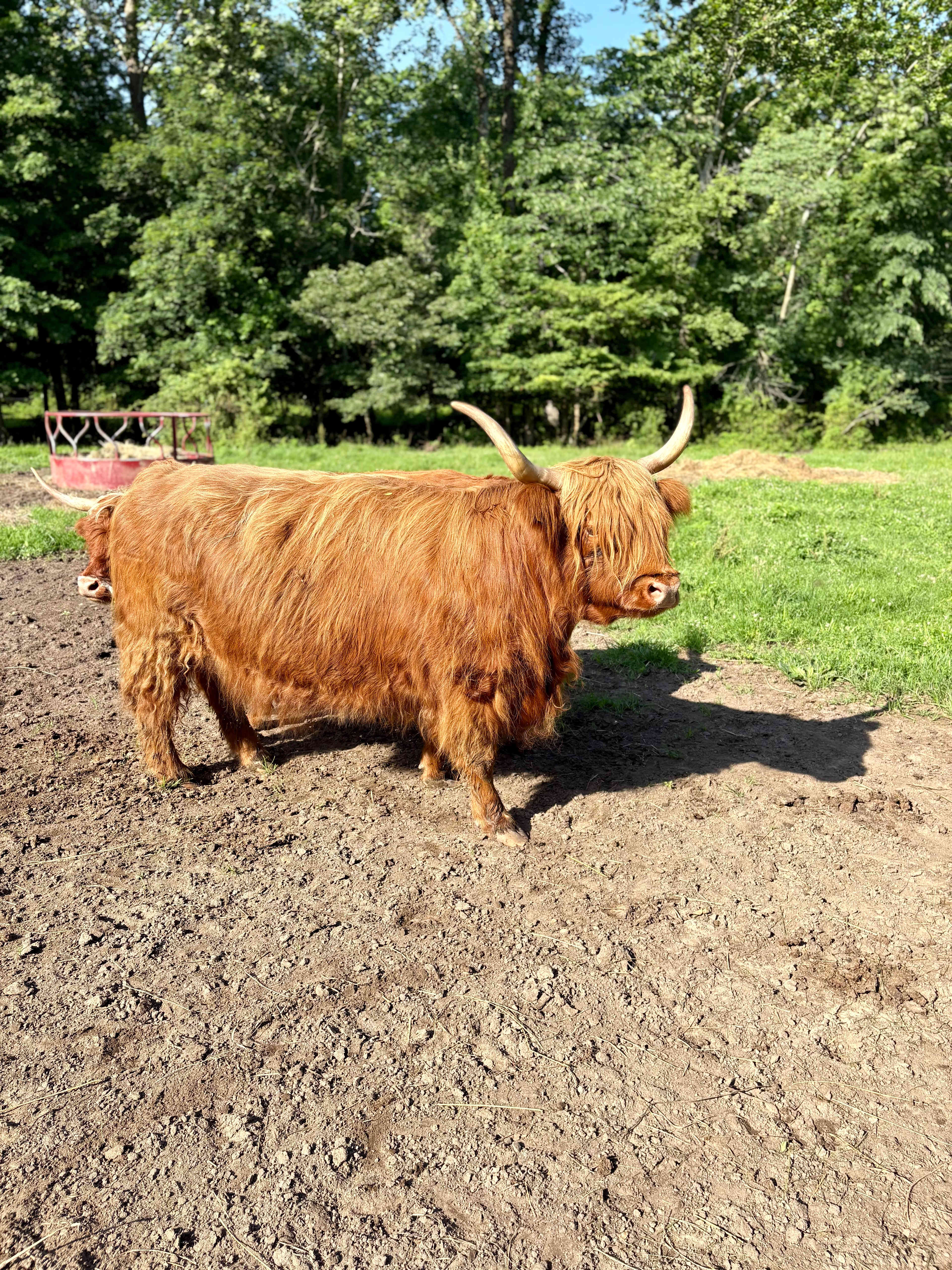 Coop Dreams Farm