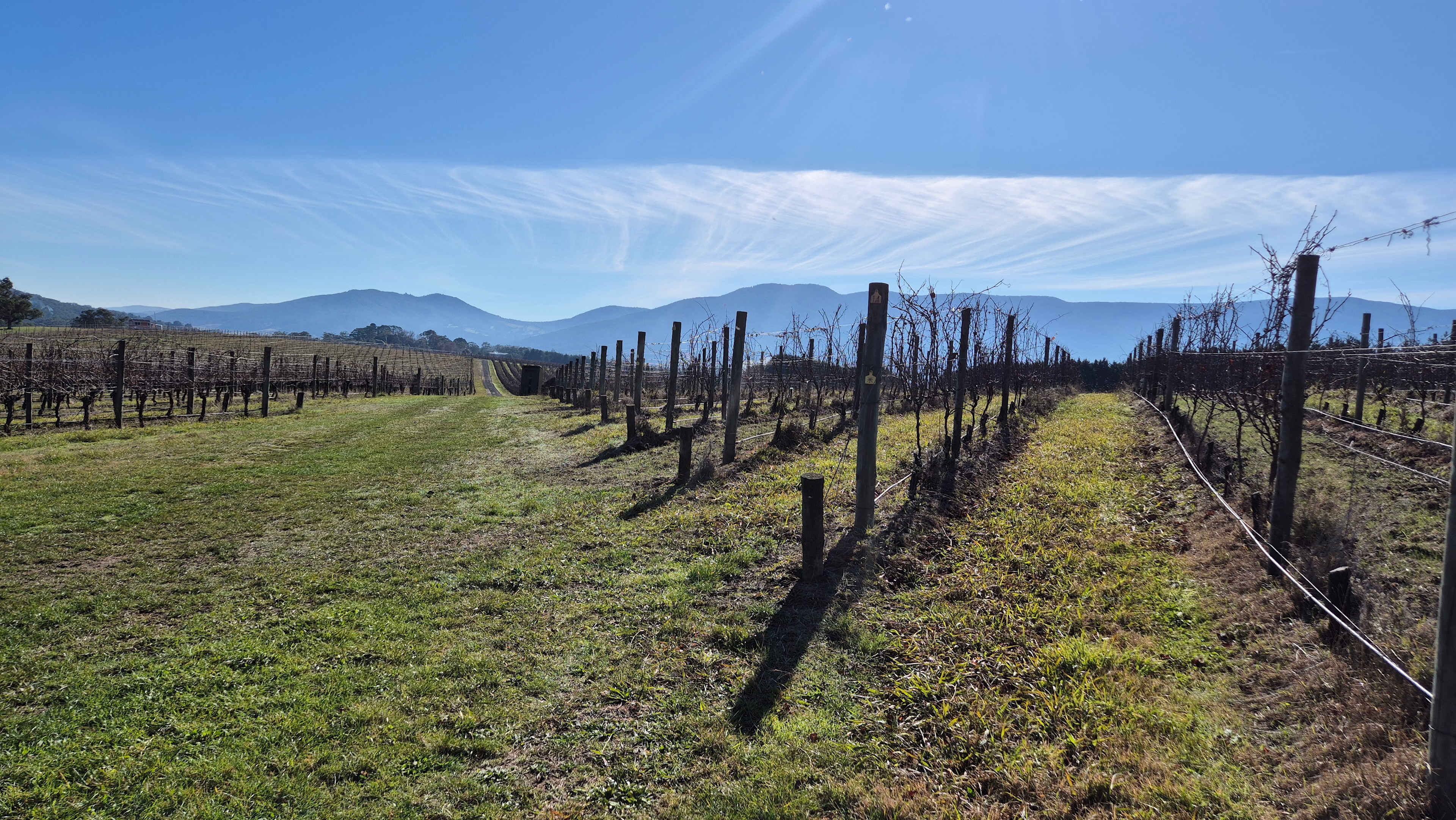 Summerhill Vineyard