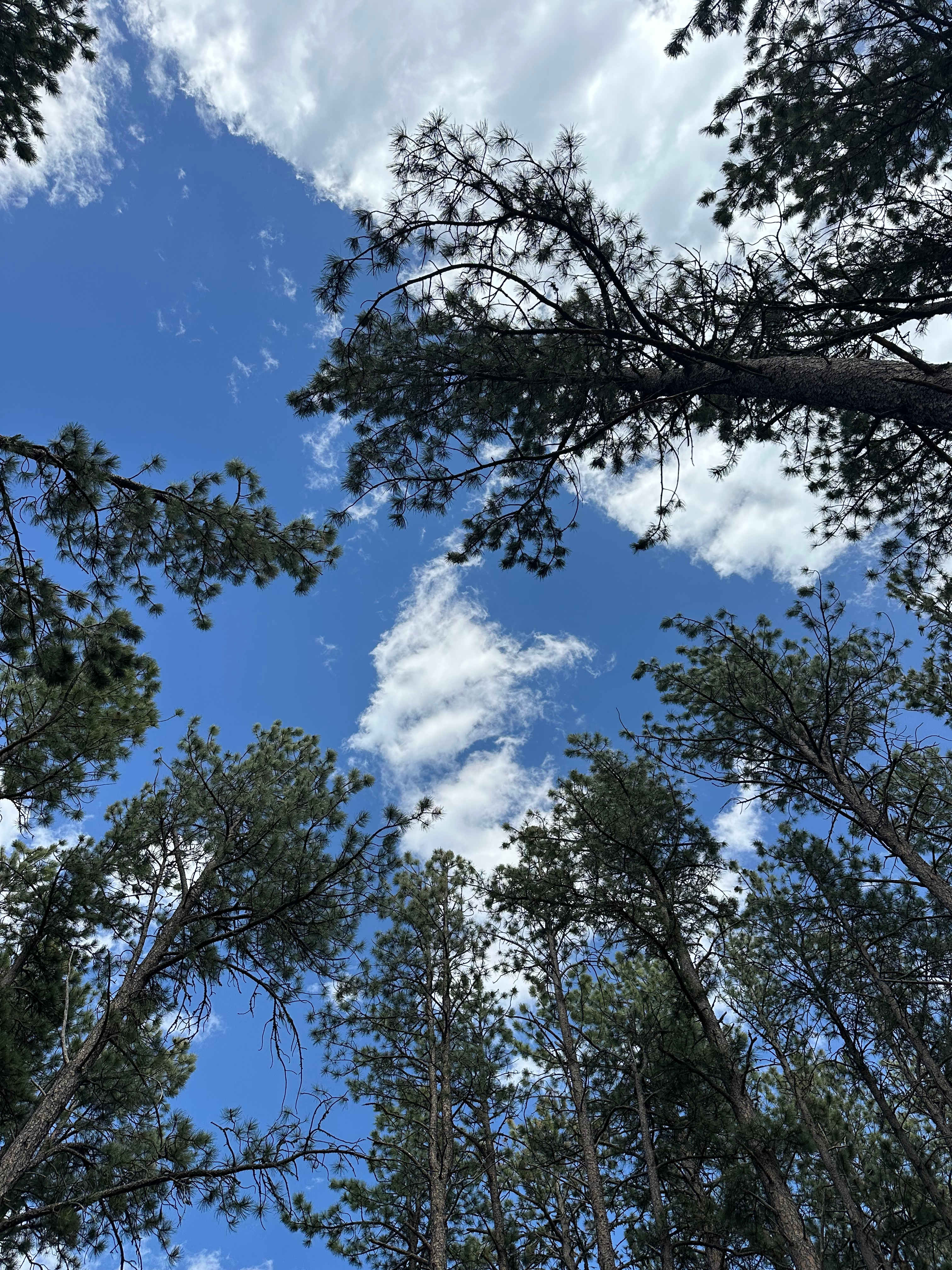 Tent camping near a pine forest