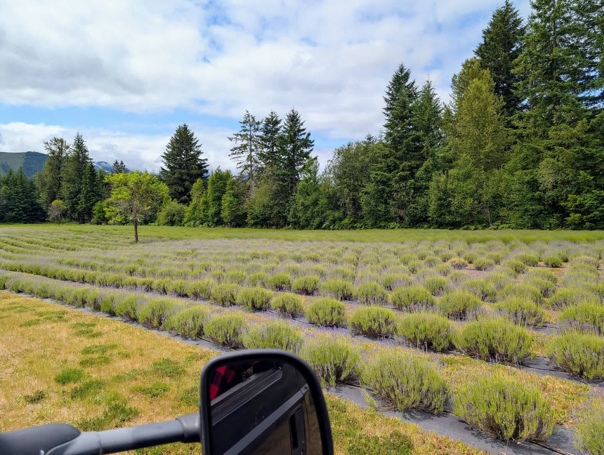 View of one side of the lavender farm.